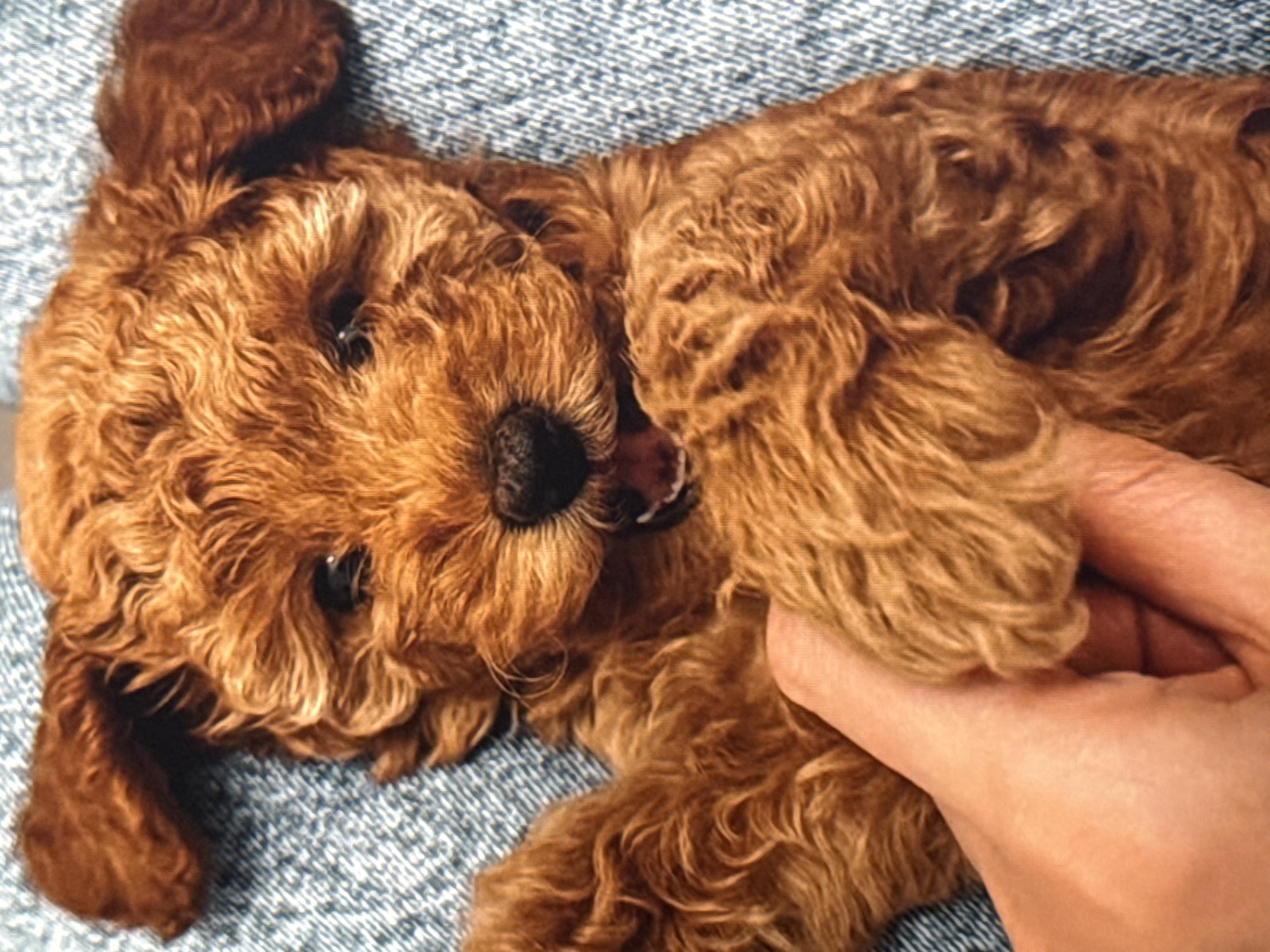 A light brown, curly-haired puppy is lying on its back, held by a human hand. The puppy has dark eyes, a black nose, and its mouth is open, showing its tongue. The puppy is positioned on a blue, textured surface. The image does not contain any information about the city of Eyüpsultan, Turkey.