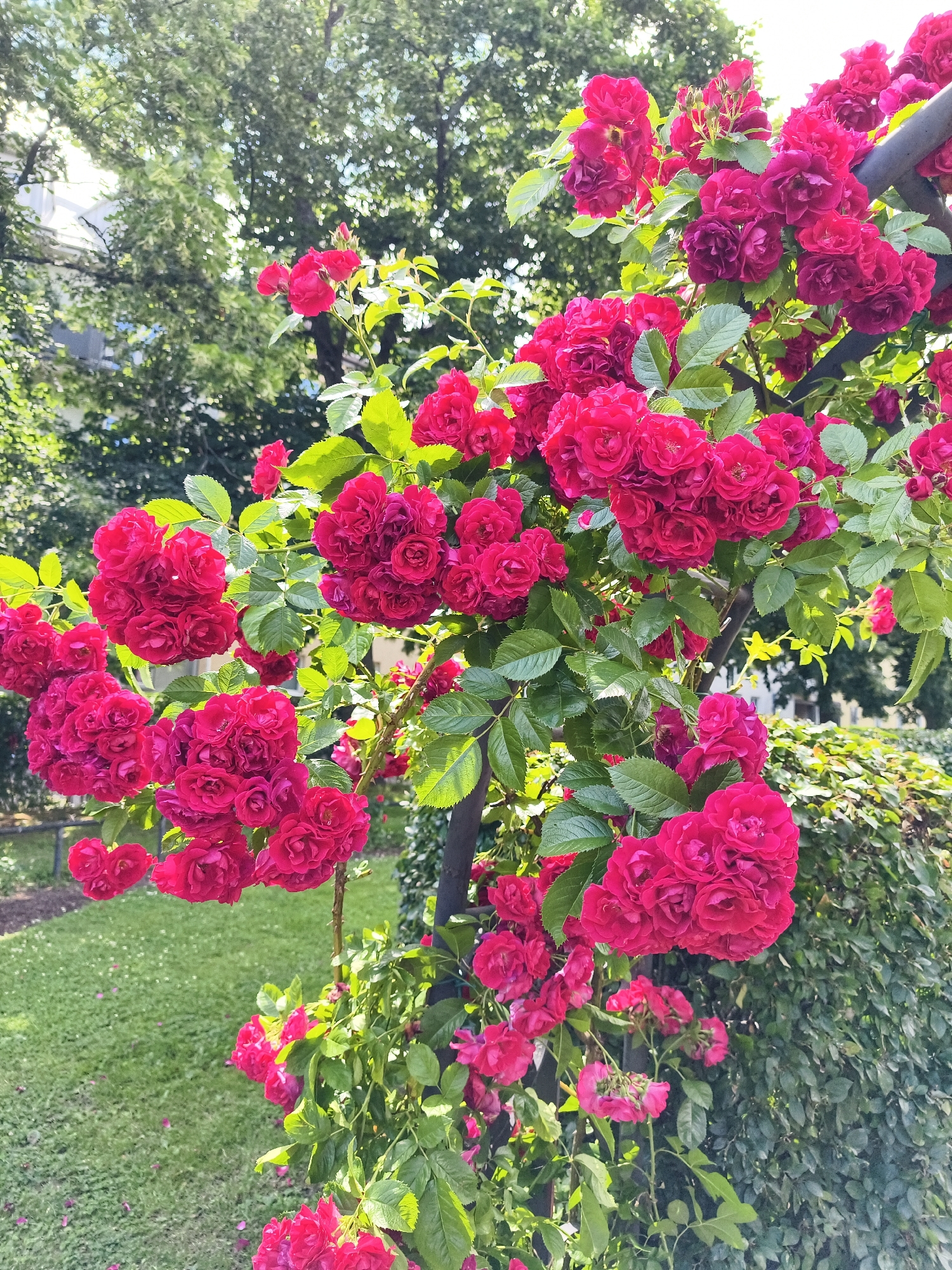 The image depicts a vibrant cluster of dark pink roses in bloom, climbing on a dark metal structure. The roses are in various stages of development, with some fully open and others in bud. Lush green leaves surround the flowers, creating a rich contrast. In the background, blurred greenery suggests a park or garden setting, with hints of buildings and trees indicating an urban environment. The lighting suggests it is daytime, possibly late afternoon, with sunlight filtering through the leaves.
While the image features a beautiful rose display, there is no specific visual information present that allows for the identification of the city of Linköping, Sweden, or any other specific geographic location. The scene is generic to many gardens or parks. There are no people, animals, or discernible objects that would tie the image to a particular place. The focus is entirely on the roses and their immediate surroundings.