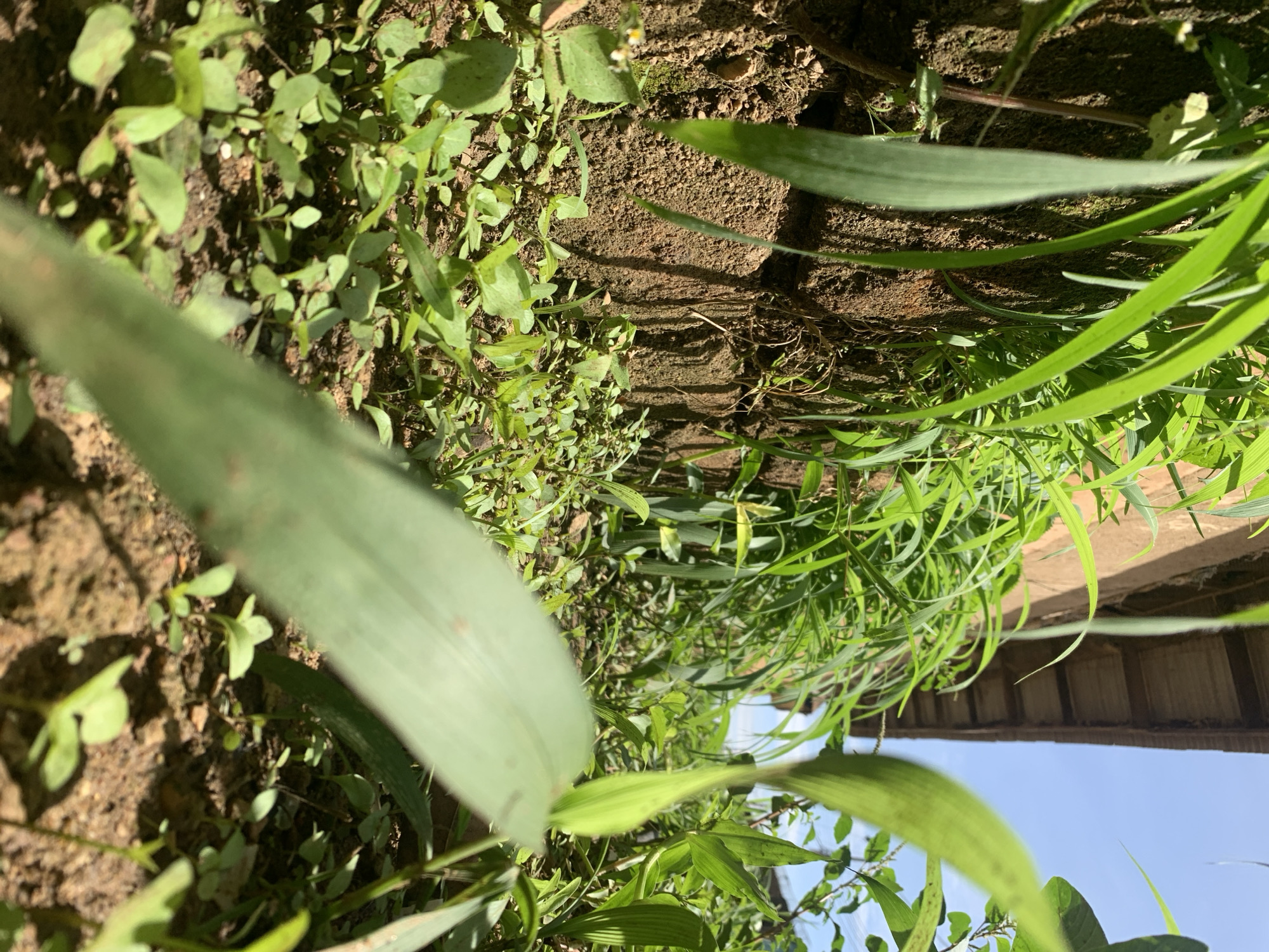 The image presents a ground-level perspective in Rafin Par, Nigeria, looking upwards towards a building structure and the sky. The foreground is occupied by blurred green foliage, consistent with blades of grass or other low-lying plants.
The immediate ground level consists of reddish-brown, coarse soil, densely populated with numerous small, green, broadleaf seedlings and sprouts, suggesting active plant growth in fertile earth. A prominent vertical element is a wall constructed from unrendered, possibly sun-dried mud bricks or compressed earth, exhibiting a rough, textured surface with visible seams between courses. Various taller green grasses and weeds grow along the base and sides of this wall, and some roots are visible penetrating the soil near its foundation.
Above the wall, further back, a building with a light brown or ochre-colored wall is partially visible. Extending from this building is an overhanging roof made of corrugated metal sheeting, likely galvanized iron, characterized by its distinctive wavy profile and casting a shadow. The background reveals a clear, bright blue sky.
The scene is illuminated by strong, direct sunlight, evidenced by the sharp shadows cast by the foreground foliage onto the ground and by the building's roof structure. No human or animal subjects are present in the frame. The overall environment appears to be an outdoor, possibly rural or peri-urban, setting characterized by natural growth adjacent to a modest man-made structure.