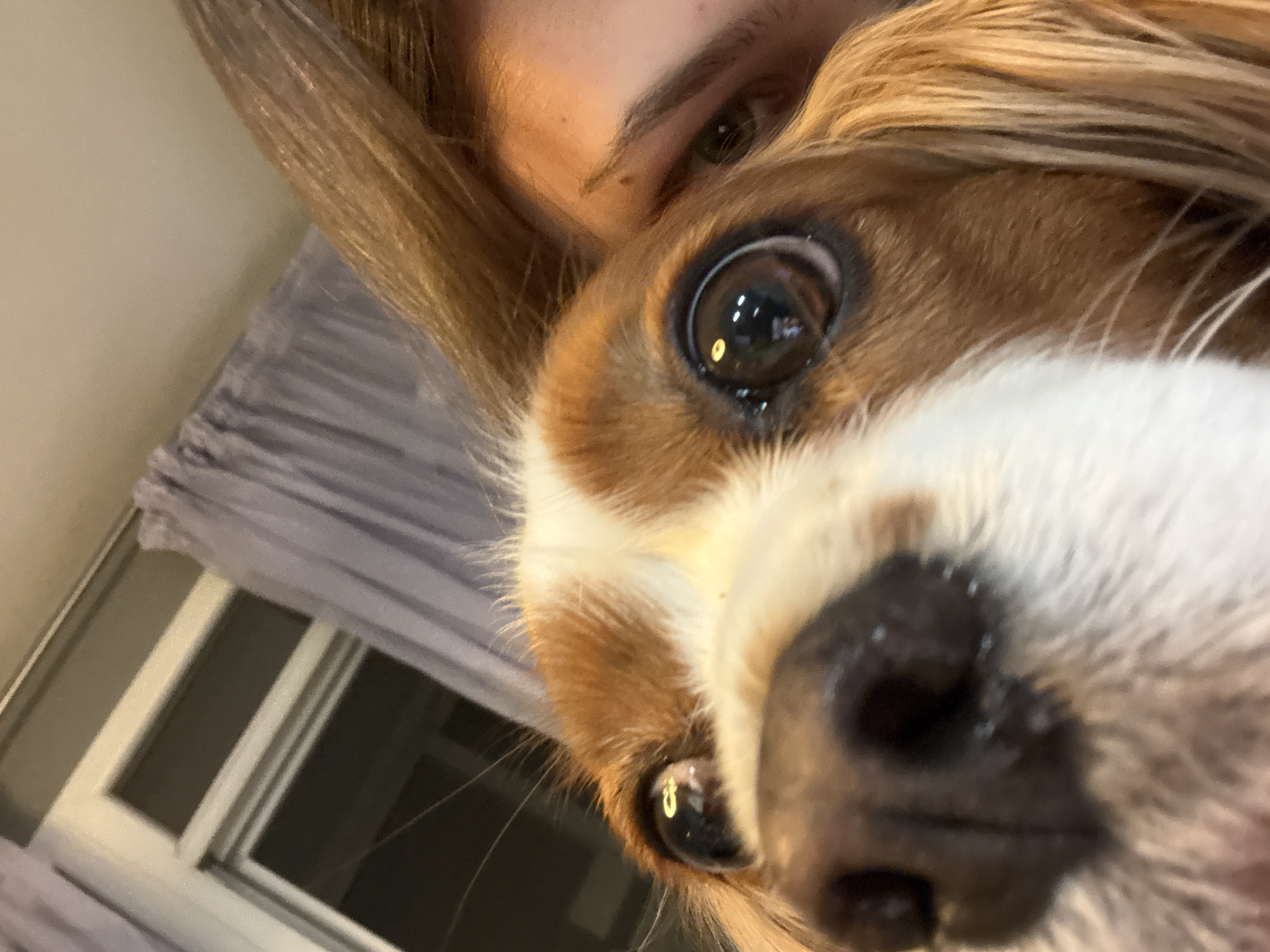 A close-up shot shows a woman and a Cavalier King Charles Spaniel dog. The dog's face, with its brown and white fur, large black nose, and dark eyes, dominates the foreground. A small portion of the woman's face is visible behind the dog, including her eye and eyebrow. Light brown hair frames both faces. In the background, a window with white frames and dark panes is visible, partially obscured by light gray curtains. The location cannot be determined based on the image provided.