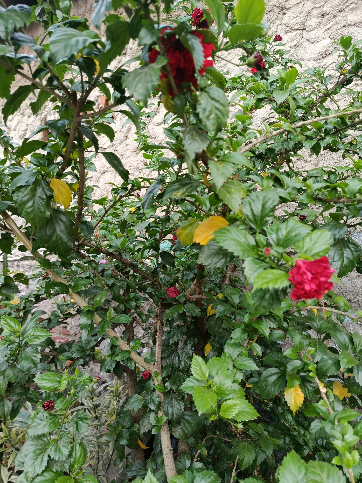 A close-up, medium-shot captures a hibiscus plant with vibrant red flowers and lush green leaves against a rough, light-colored wall. The plant's branches are visible, some with a light brown bark. A few yellowing leaves are scattered among the green foliage, suggesting the plant is in a phase of growth or transition. The background wall appears to be constructed from concrete or stucco, with visible texture. The scene is static, with no discernible action or people. The image was taken in Balaraja, Indonesia.