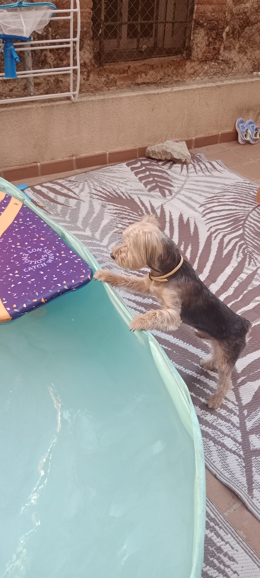 A small, tan and black Yorkshire Terrier dog is shown with its front paws on the edge of a light blue, inflatable kiddie pool. The dog is facing left, looking into the pool. The pool is situated on a patterned outdoor rug, which is on a brick patio. In the background, there is a wall, a metal grate, and some laundry equipment. A pair of blue and white sneakers are visible in the upper right corner.