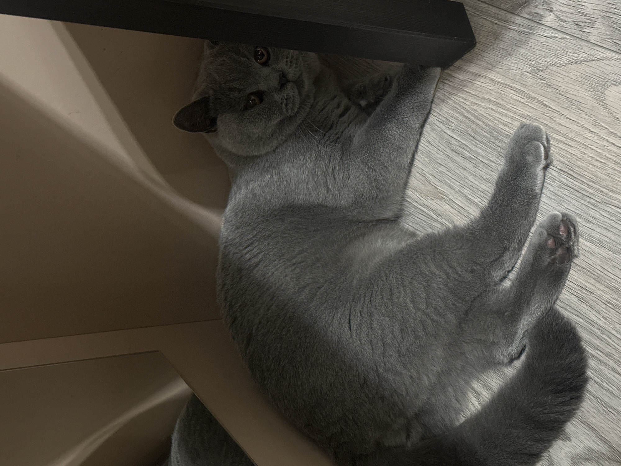 A British Shorthair cat is lying on a wooden floor. The cat is gray with copper-colored eyes and is partially hidden behind a dark object, likely a piece of furniture. The background is a light brown wall with subtle shadows. The scene is indoors and appears to be in an apartment or house.