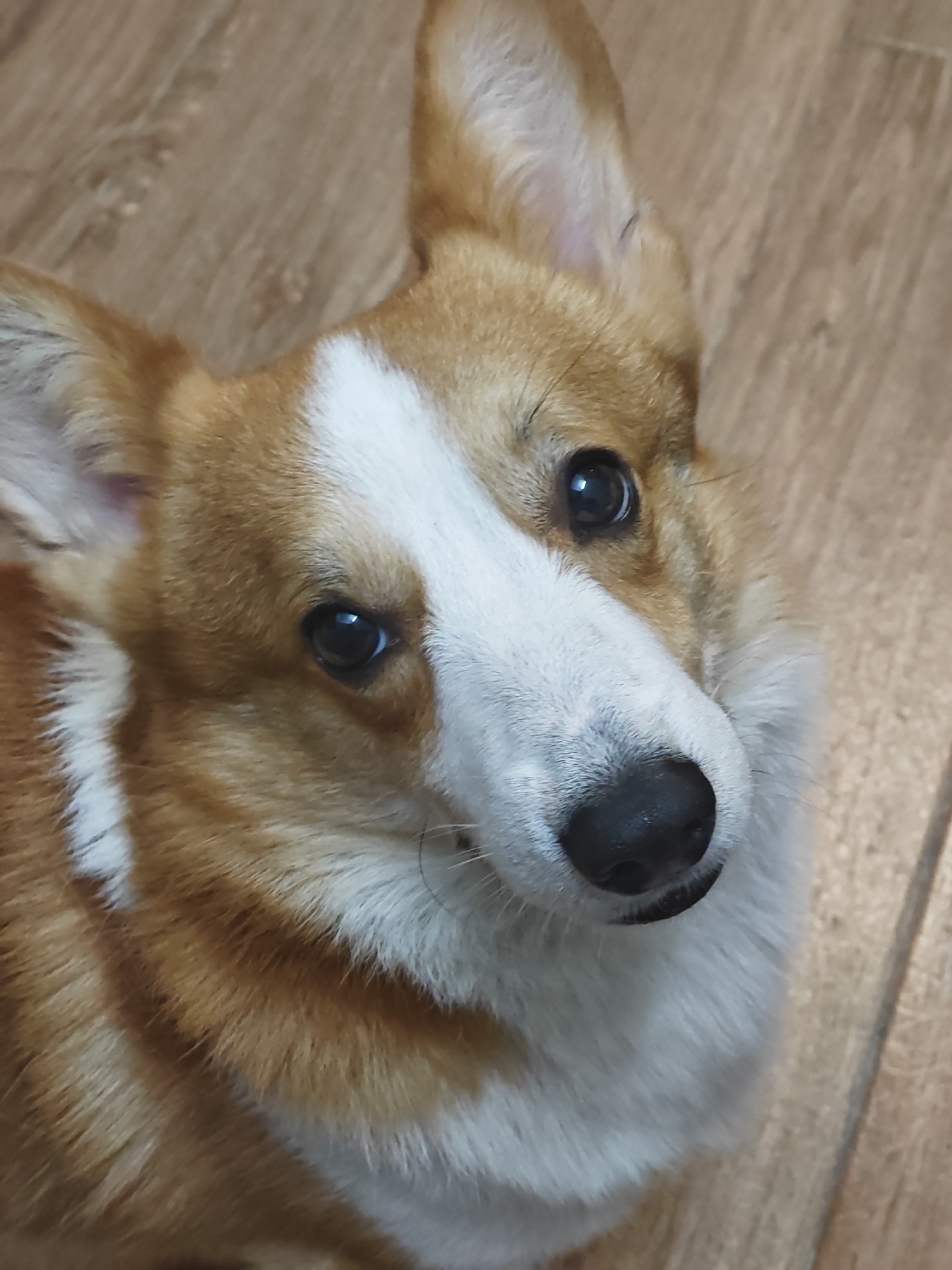 This is a close-up, eye-level, vertical shot of a Pembroke Welsh Corgi looking upwards at the camera. The dog has typical corgi coloring with orange and white fur. The background consists of a light-colored wooden floor, possibly laminate or hardwood, with visible grain. The lighting appears to be natural and diffused. The image does not contain any elements that would place it specifically in the city of Đà Nẵng, Vietnam.