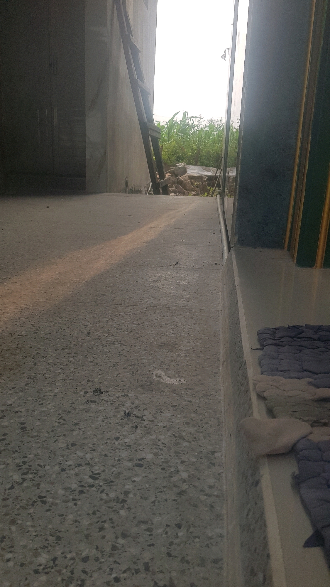 The image shows a concrete walkway leading outdoors, with a building wall on the left and a darker structure on the right. A wooden ladder is propped against the building wall. Beyond the walkway, there is vegetation, including what appears to be corn stalks, and some rocks. The lighting suggests it is daytime, with sunlight casting a shadow on the walkway. A folded mat is visible on the ledge to the right. The location is identified as Sukodermo, Indonesia.