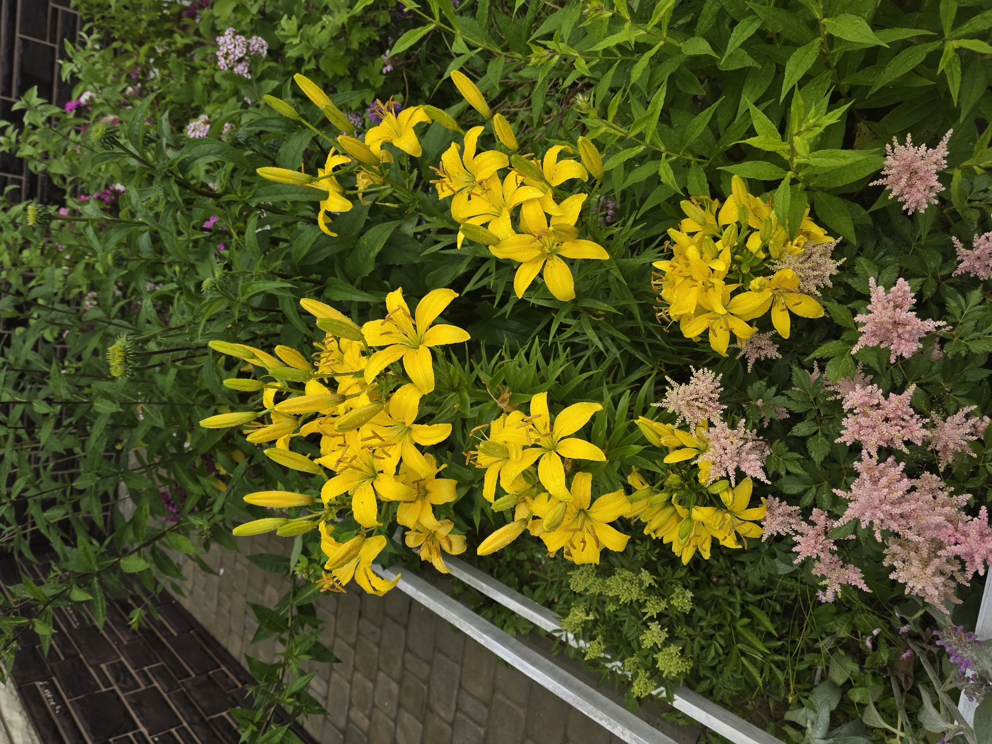 The image shows a close-up view of a garden with various flowers and foliage, located in the city of Проводник, Russia. In the foreground, several bright yellow lily flowers are in bloom, some fully open and others in bud. Interspersed among the lilies are clusters of delicate pink astilbe flowers. Lush green leaves of various plants fill the background. To the left, a white railing or border is visible, and beyond that, a paved walkway and a dark brick wall can be seen, suggesting this is an outdoor garden area, possibly in a residential or public space. The overall impression is of a vibrant and well-maintained garden, likely captured after a rainfall, as evidenced by water droplets on the petals and leaves.