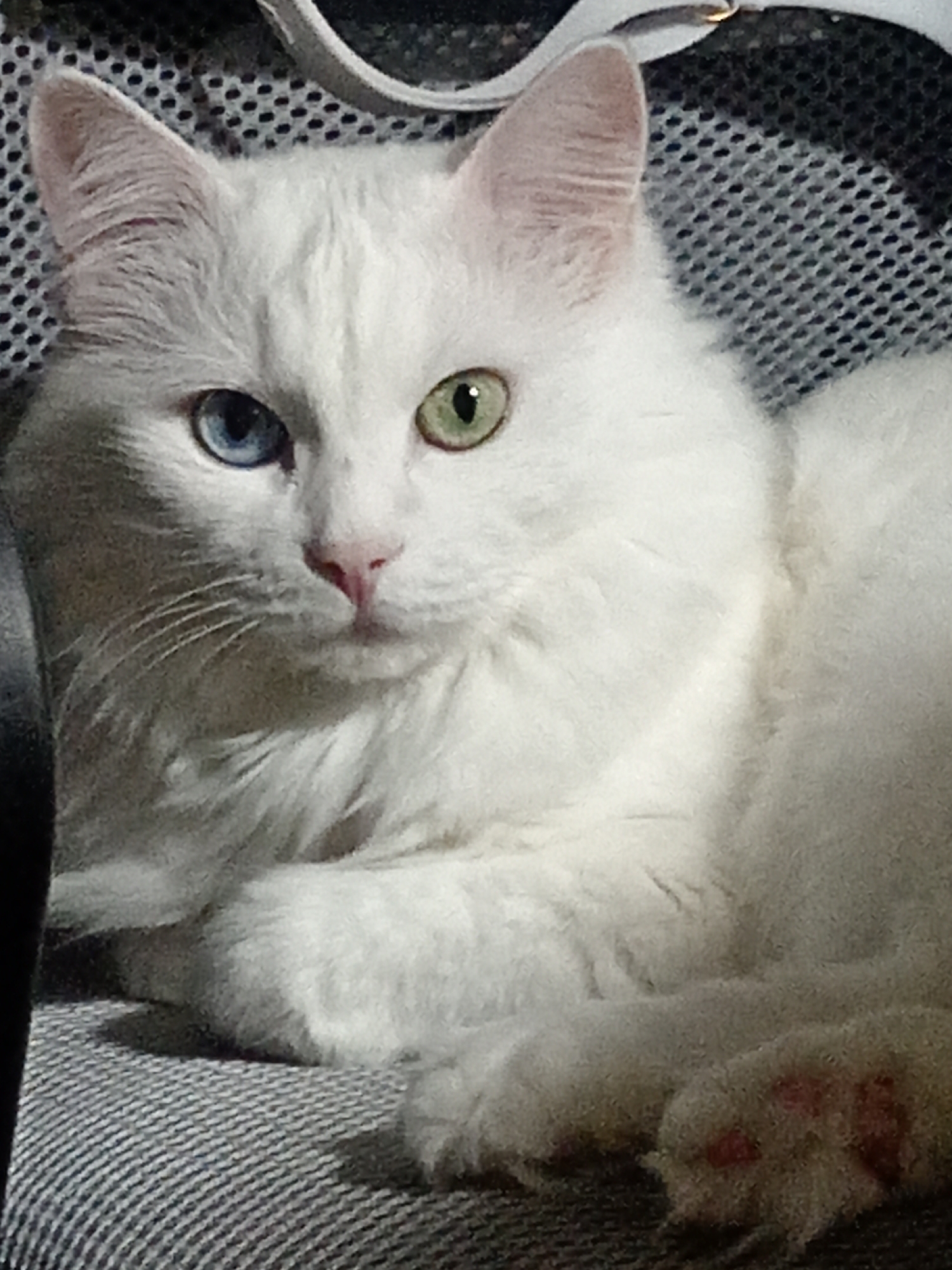A white cat with heterochromia, one blue eye and one green eye, is lying down on a textured grey surface. The cat has long fur and its body is partially obscured by its position. The background consists of a dark, mesh-like material. There are no people or any identifiable city elements present in the image.