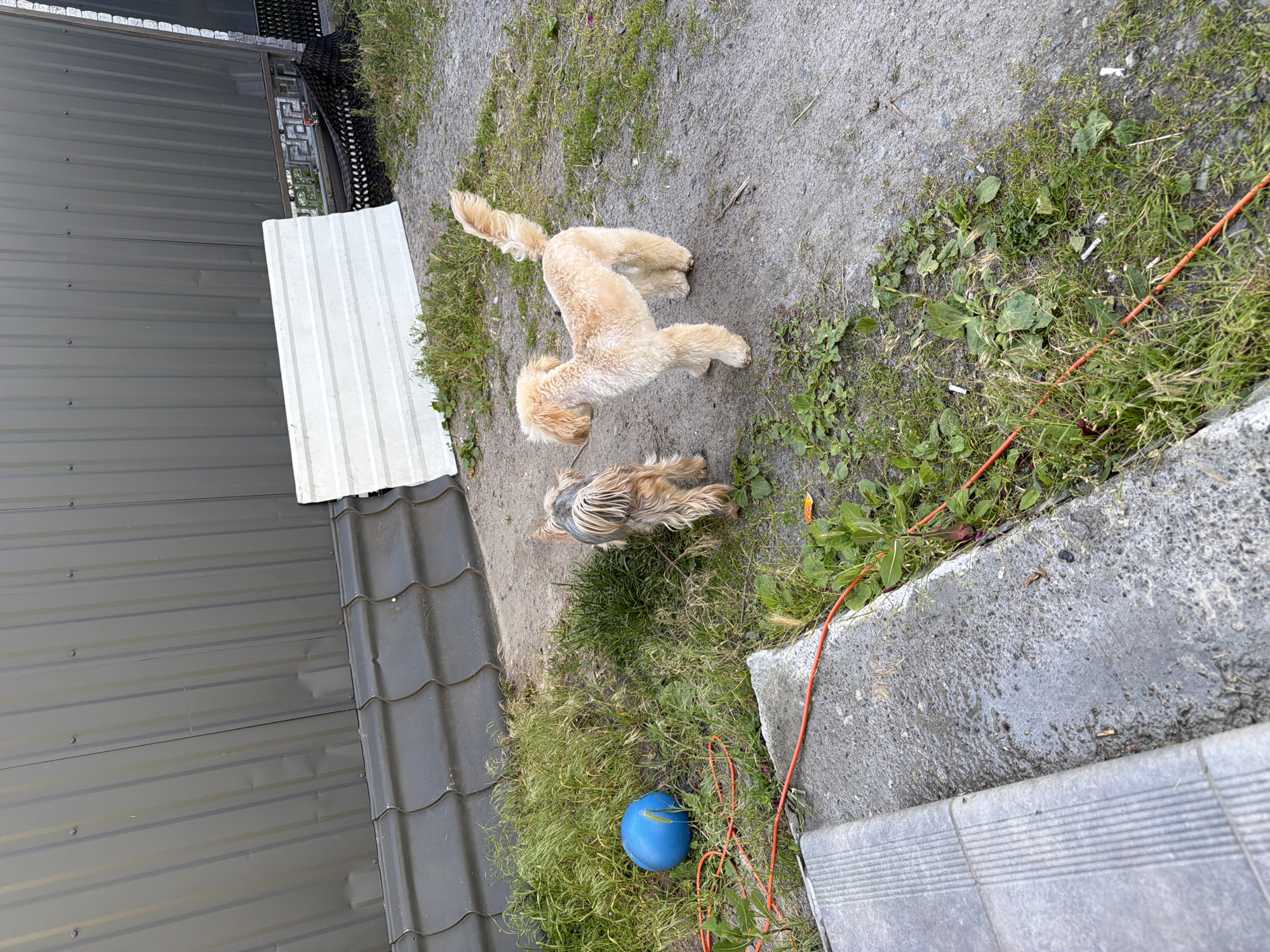 The image depicts an outdoor scene in Bila Tserkva, Ukraine. In the foreground, a gray concrete step with textured patterns leads into the frame from the left. Beside the step, a bright blue ball rests in overgrown green grass. An orange cord snakes across the ground and grass. Two dogs are visible: a small, shaggy Yorkshire Terrier stands in the grass to the left, facing away from the camera and towards a second dog. To the right, a light-colored poodle-like dog, with its fur clipped in a distinctive style, stands on a gravelly dirt path, facing the Yorkshire Terrier. Behind the dogs, a dark gray corrugated metal wall forms the background. A section of a white corrugated material lies on the ground in front of the metal wall. The ground consists of patches of dirt, gravel, and sparse green grass, with some small white cigarette butts scattered among the vegetation. The overall impression is of a somewhat unkempt outdoor area.