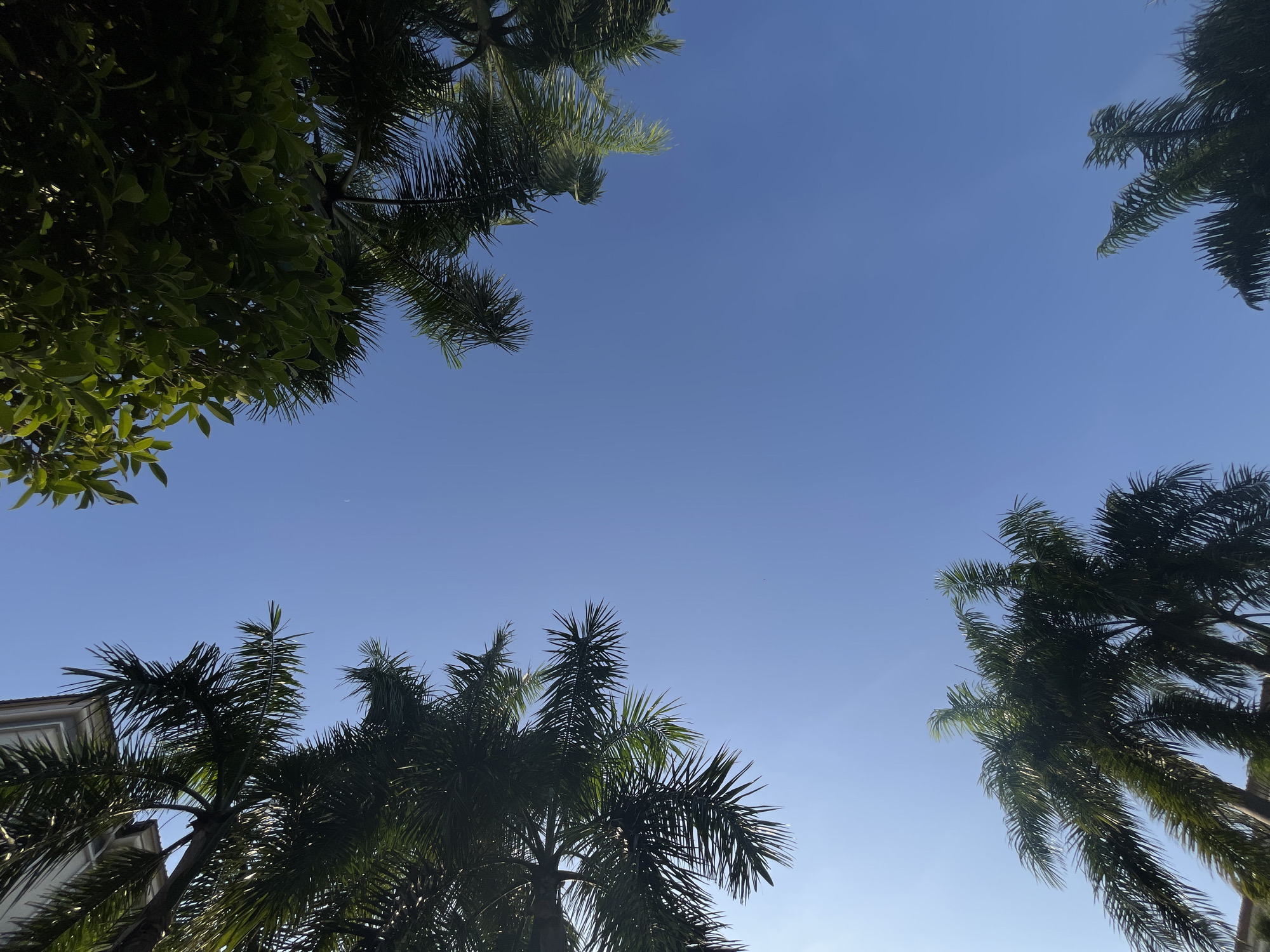 The image captures a low-angle view of a clear blue sky with the tops of several palm trees and some leafy green foliage visible at the edges. In the upper left quadrant, the corner of a white building with a sloped roof is partially obscured by palm fronds. The scene appears to be outdoors in a location with lush vegetation and architecture, consistent with a tropical or subtropical environment. There are no people or animals visible in the frame, and the overall impression is one of a serene, sunny day. The location is identified as Bang Sao Thong Subdistrict, Thailand.