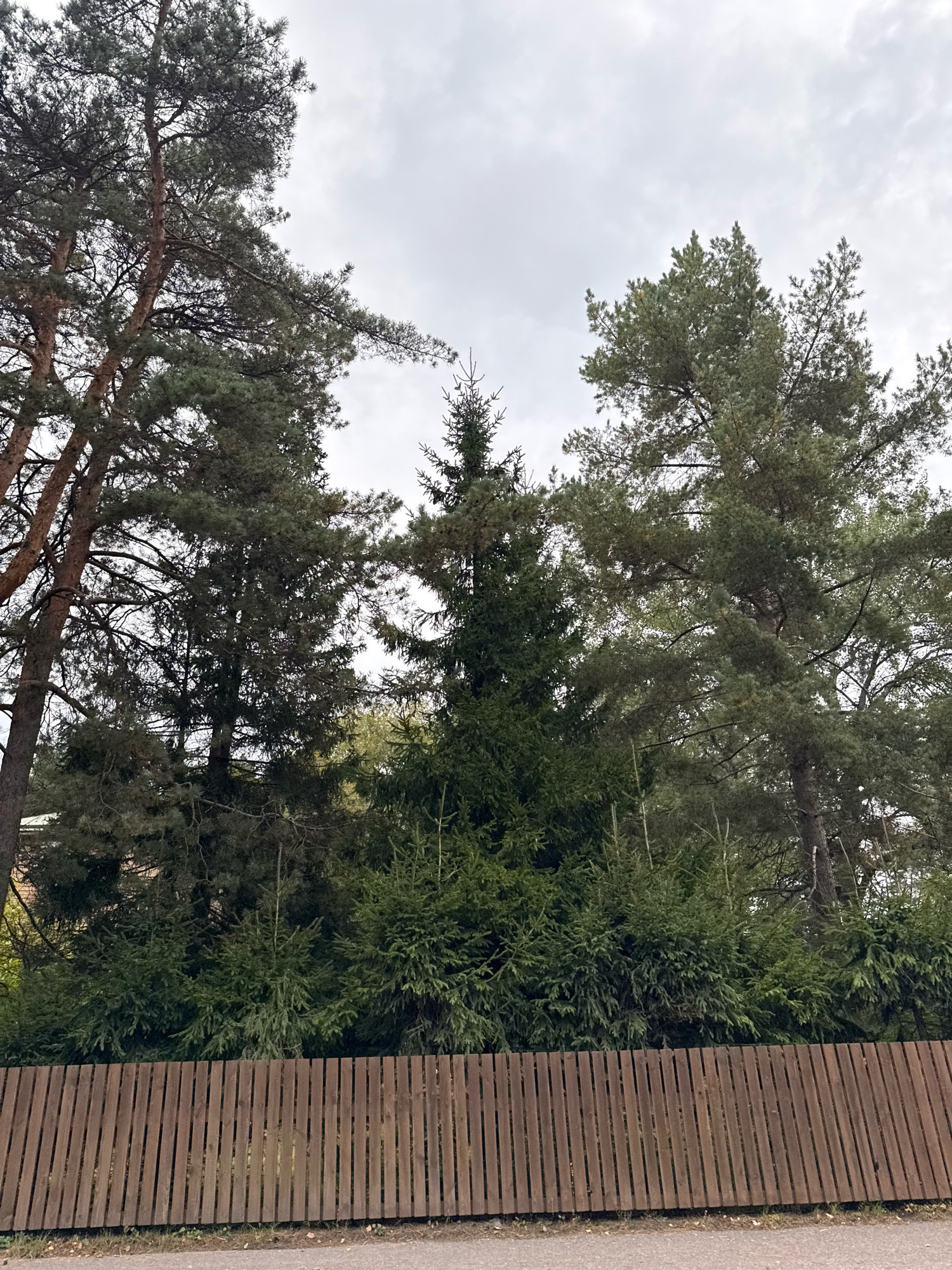 A medium-shot, eye-level, outdoor photograph shows a wooden fence in the foreground, with a dense line of coniferous trees of various sizes behind it. The sky above is overcast with clouds. The fence is constructed of vertical, light-brown wooden planks of uniform width and height. The trees are a mix of mature pines with tall trunks and younger, bushy fir trees closer to the ground. Some branches of the taller trees extend over the fence. The lighting is diffused due to the cloudy sky. The scene appears to be in a residential area, possibly a garden boundary. The location is specified as Tallinn, Estonia, though no specific landmarks are visible to confirm this. There are no people or animals present in the image.