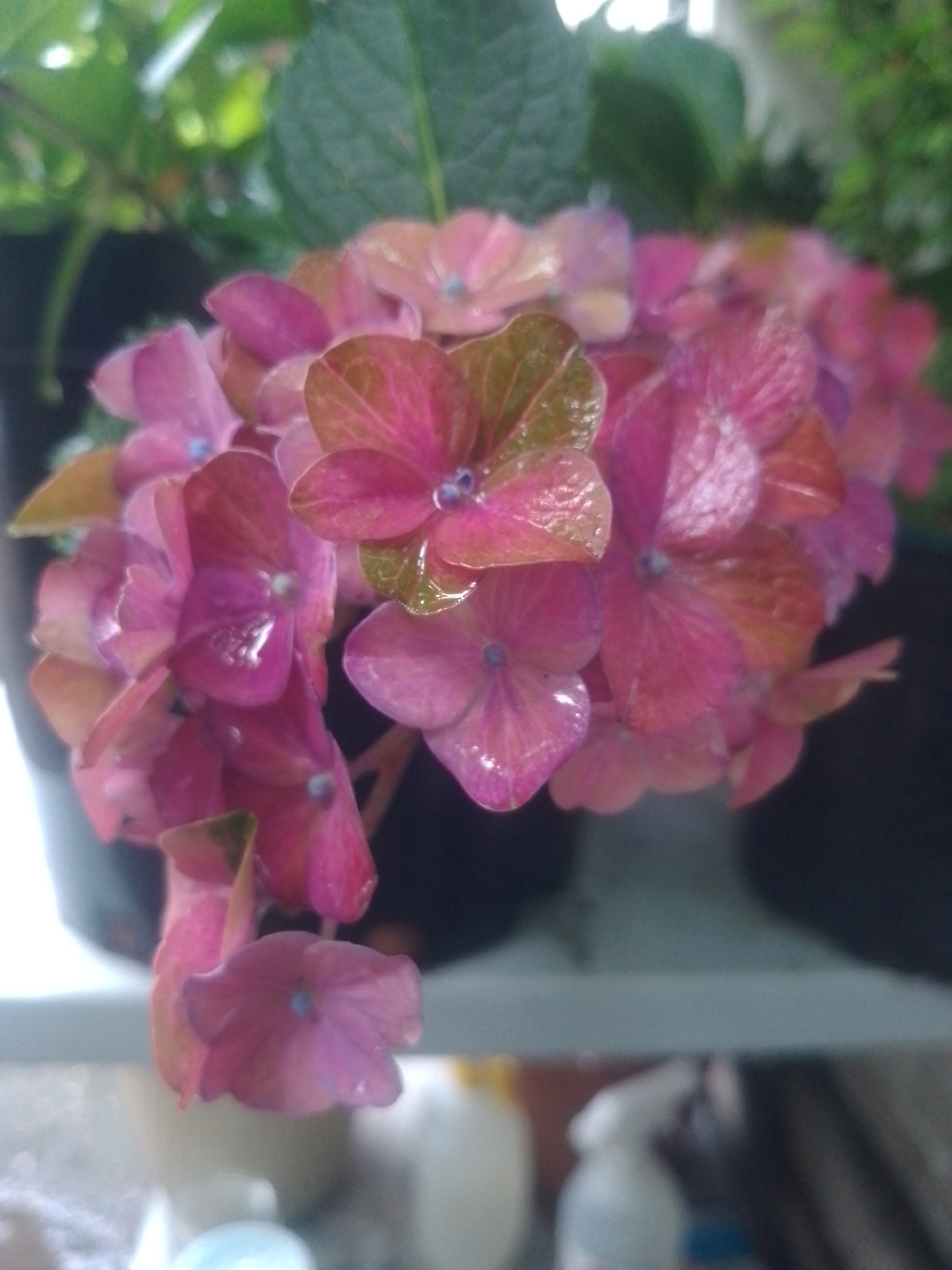 The media file is a close-up, slightly blurry photograph of a cluster of pink and purple hydrangea flowers in a pot. The flowers are the primary subject, with their delicate petals and light blue centers visible. In the background, dark pots and green leaves can be seen, suggesting an outdoor or indoor garden setting. The lighting appears natural, possibly indicating daytime. There are no people visible in the image. The overall impression is one of natural beauty and tranquility. The location is Yessentuki, Russia.