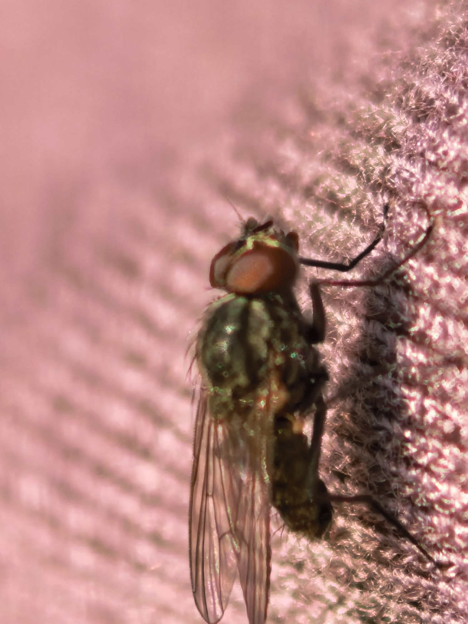 A macro photograph captures a fly clinging to a textured, pink surface. The fly, positioned on the right side of the frame, is in focus, while the background on the left is blurred. The fly's body exhibits a greenish hue with striped markings. Its compound eyes are visible, appearing reddish-orange. One wing is partially visible, displaying a translucent, veined structure. The textured surface the fly is on appears to be fabric or a similar material with a raised pattern. The lighting casts a shadow of the fly onto the surface. The overall image has a pinkish tint.