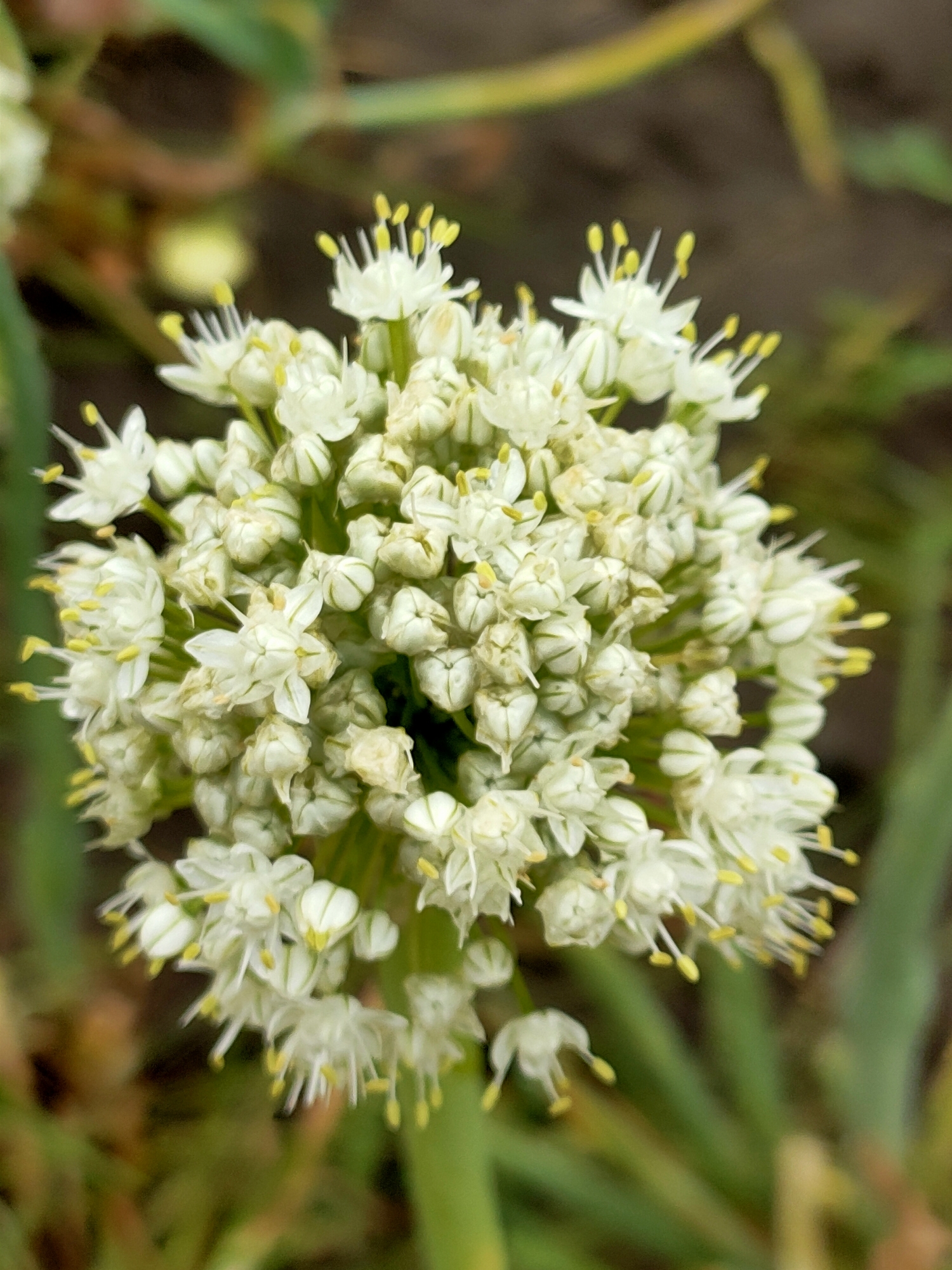 A close-up, vertical, outdoor photograph captures a cluster of small, white, star-shaped flowers with yellow stamens. The flowers are densely packed together, forming a spherical or slightly domed inflorescence. Some individual flowers are open and show their delicate petals and prominent stamens, while others are still in bud form, appearing as small, green or white rounded shapes. The petals are thin and appear slightly translucent in places. The stamens are a bright, contrasting yellow, tipped with pollen.
The background is softly blurred, indicating a shallow depth of field. It consists of muted greens and browns, suggesting foliage and soil or ground cover. Some out-of-focus green stalks are visible, possibly belonging to the same plant or neighboring vegetation. The lighting appears natural, with diffused light illuminating the flowers.
The image does not contain any people or discernible man-made structures. The focus is entirely on the botanical subject.
The location in Kremenchuk, Ukraine is not evident from the visual information provided in the image.