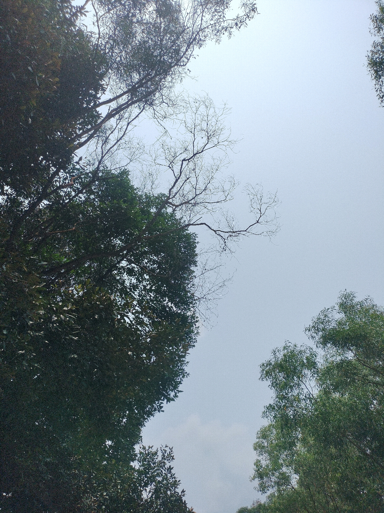This is a low-angle shot of a sky with trees in Batam, Indonesia. The sky is a hazy, overcast light blue. In the foreground and left side of the image, a large, dark green tree with dense foliage dominates the frame. Its branches extend upwards and across the sky. Interspersed with the foliage are bare, skeletal branches of another tree, creating a stark contrast. In the upper right and lower right portions of the image, the tops of other green trees with feathery leaves are visible against the sky. The image appears to have a slightly desaturated and grainy quality, suggesting it may have been taken with a phone camera or in low-light conditions.