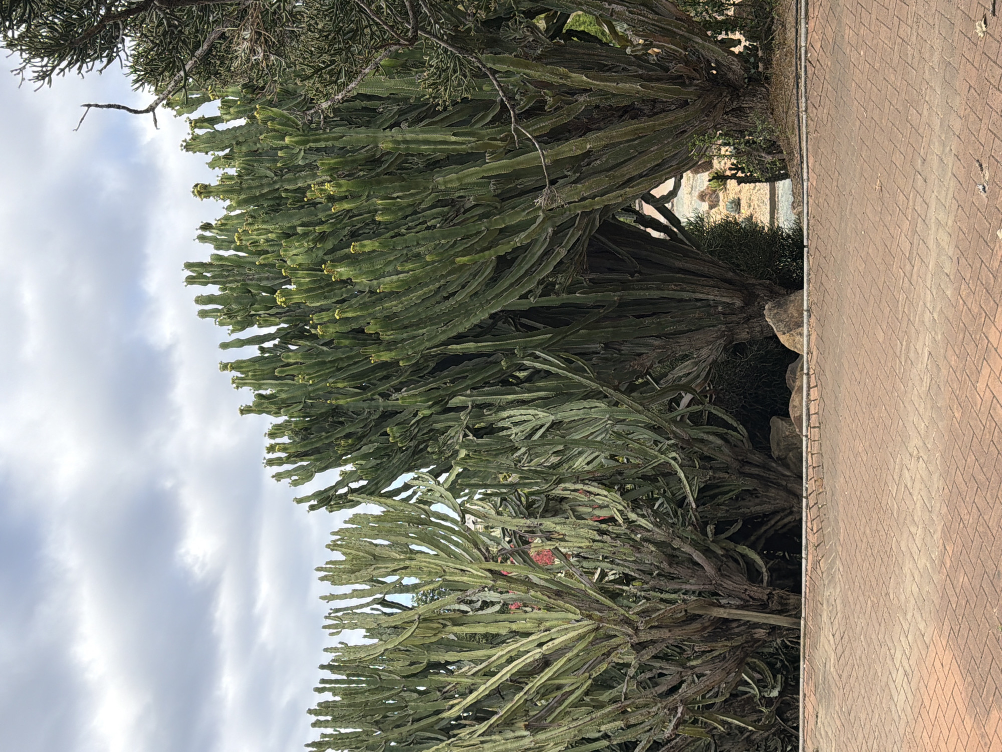 The image depicts a scene in Arroyo de la Miel-Benalmádena Costa, Spain. The primary focus is on a group of large, green, cactus-like plants resembling Euphorbia ingens trees. These plants are situated next to a paved walkway constructed of reddish-brown bricks arranged in a herringbone pattern. In the background, glimpses of other vegetation and possibly buildings can be seen in the distance. The sky above is overcast with cloudy conditions.