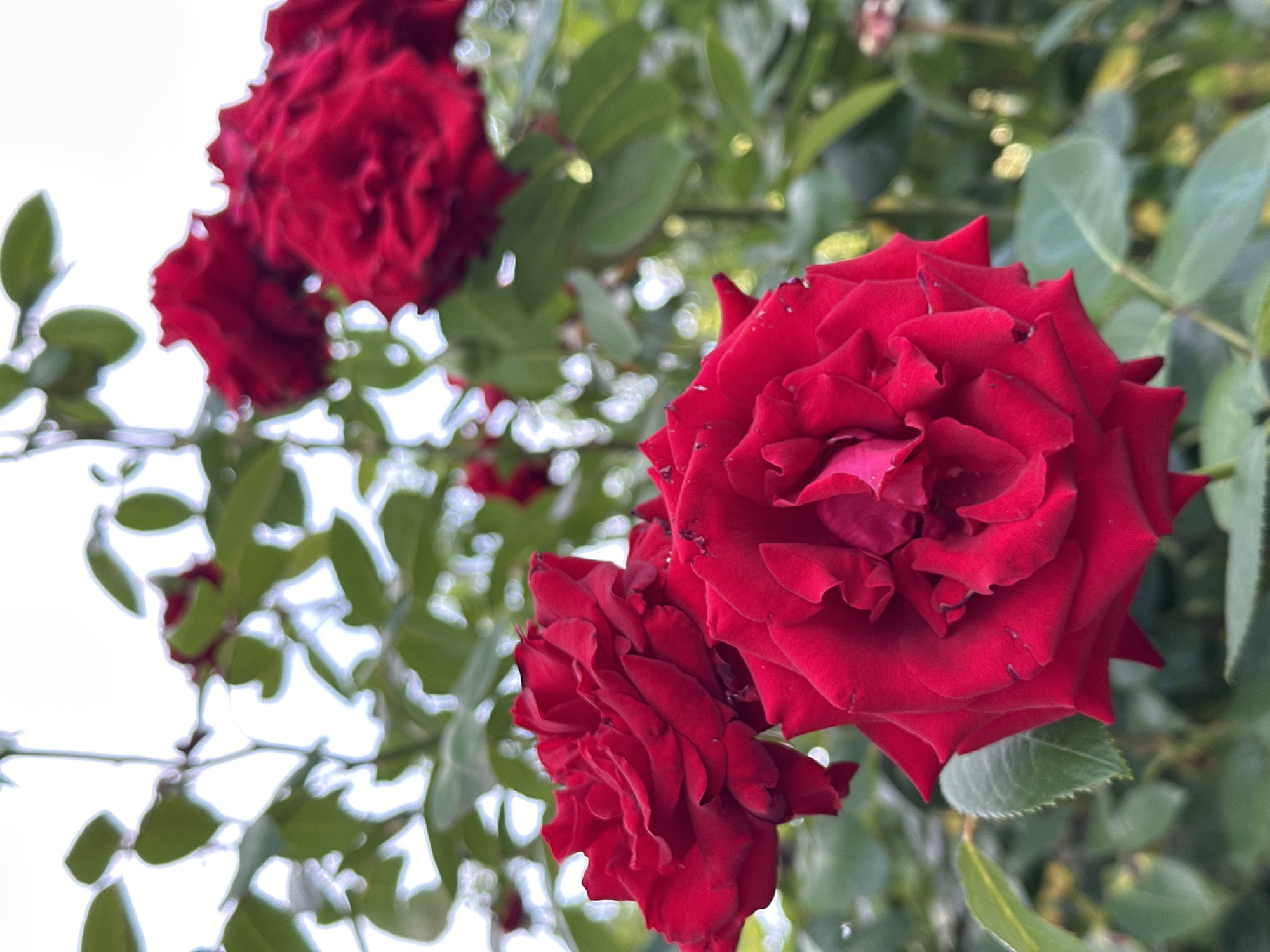 A close-up, low-angle shot captures several vibrant red roses with lush green foliage in the background. The scene is dominated by the velvety texture and deep red hue of the rose petals, which are intricately layered. One rose in the foreground is sharply focused, showcasing the delicate curves and edges of its petals. To the left, another rose is partially visible, and further in the background, more red blooms are softly blurred. The background consists of soft green leaves and hints of bright white light, suggesting an outdoor setting, possibly a garden. The lighting appears natural, indicating it might be daytime, perhaps late morning or early afternoon, with diffused sunlight filtering through the leaves. The overall mood is serene and romantic, highlighting the natural beauty of the roses. No people or text are visible in the image. The context provided places this scene in Izobilnyy, Russia.