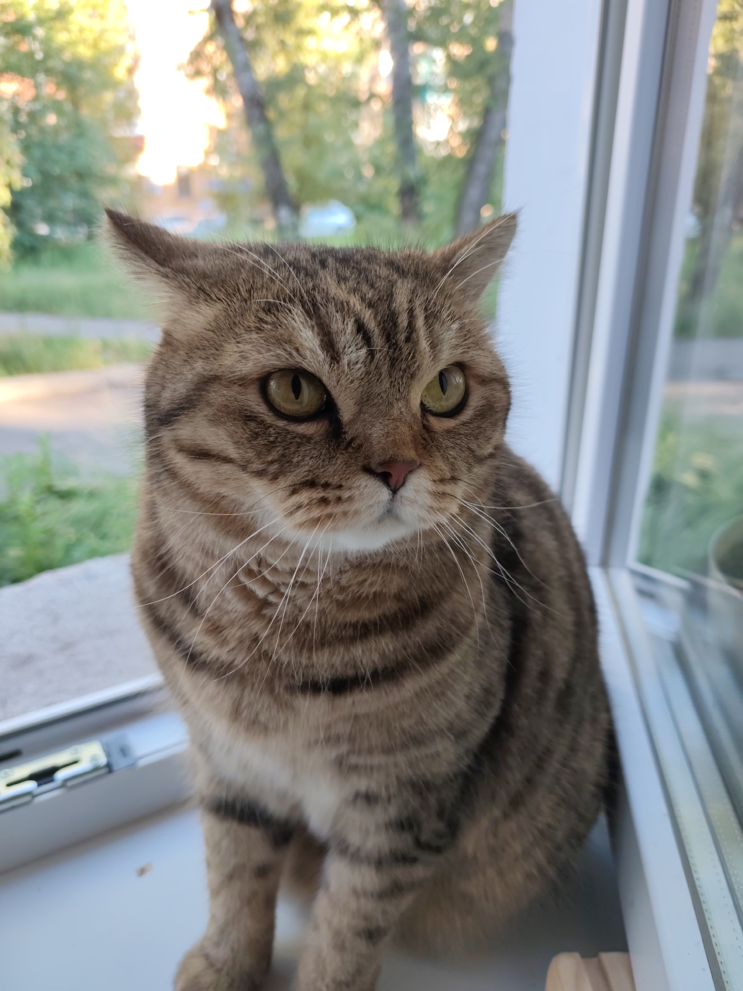 A close-up, eye-level shot shows a tabby cat sitting on a windowsill. The cat is facing slightly to the right, with its ears perked and its eyes looking forward. The background is blurred, but appears to be an outdoor scene with trees and buildings, suggesting a location in Komsomolsk-on-Amur, Russia. The cat's fur is striped with shades of brown and black, and it has white whiskers. The windowsill is white and appears to be made of plastic. The lighting suggests it is daytime, possibly late afternoon due to the warm glow of the sun.
