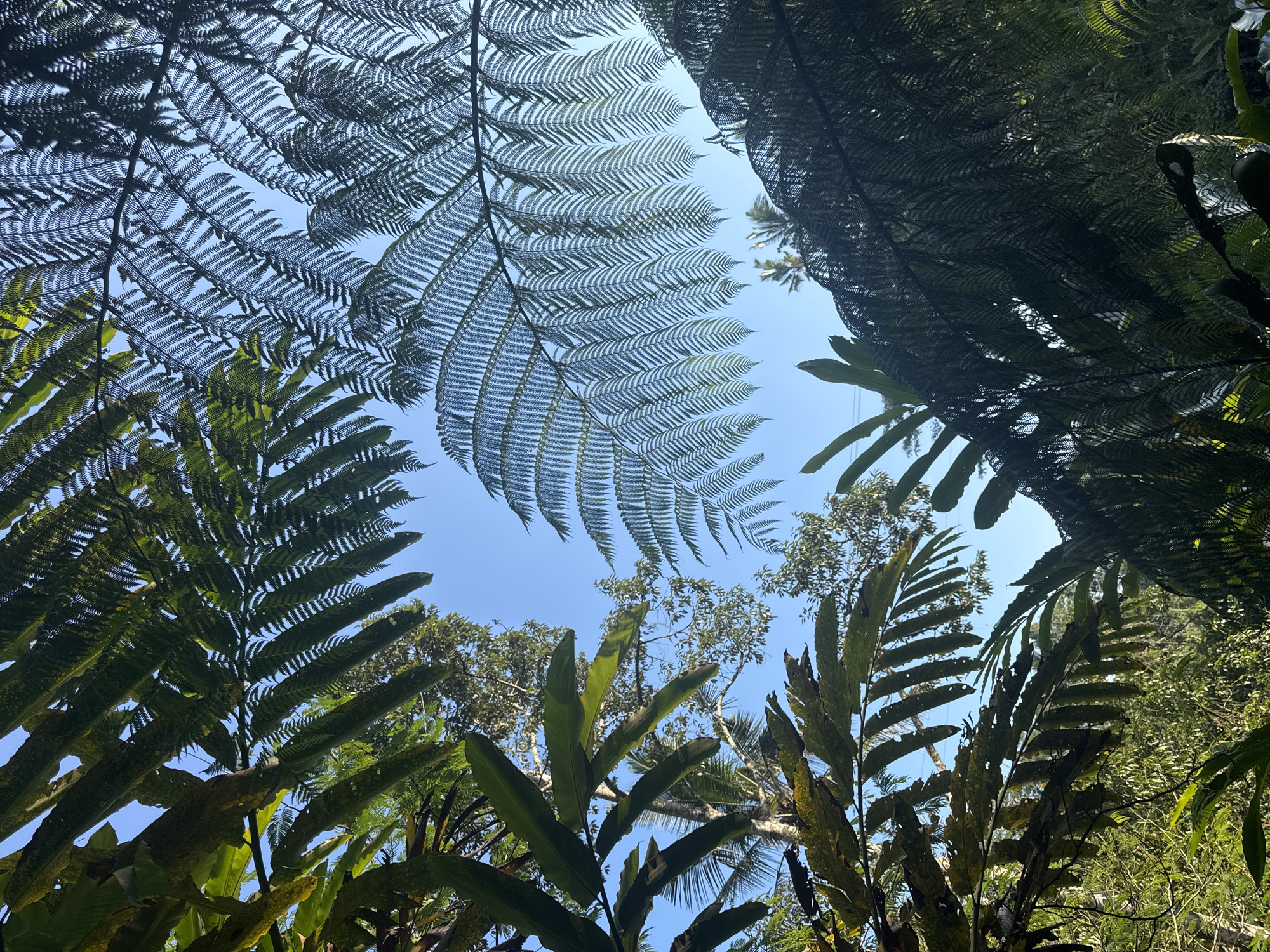 This media file is a photograph taken from a low-angle perspective, looking up through the canopy of a forest. The primary subjects are various types of lush green foliage, predominantly large fern fronds, set against a bright, clear blue sky. Some fronds are silhouetted against the sky, while others are illuminated by sunlight, showcasing their intricate, feathery patterns. In the background, more trees and vegetation are visible, suggesting a dense forest environment.
The scene conveys a sense of being immersed in nature, possibly in a tropical or subtropical region. The bright blue sky indicates it is daytime, likely mid-morning or early afternoon, with fair weather. The abundance of green plants and the clear sky suggest a warm, possibly humid, climate.
Notable details include the varying textures and shades of green in the leaves, the delicate lace-like structure of the fern fronds, and the dappled sunlight filtering through the foliage. The low-angle shot emphasizes the height and density of the forest, creating a feeling of being enclosed by the natural world. There are no people or specific objects visible, and no text is present in the image. The overall mood is one of tranquility and the vibrant beauty of a healthy ecosystem. The location context of Tembuku, Indonesia, further supports the interpretation of a tropical forest setting.