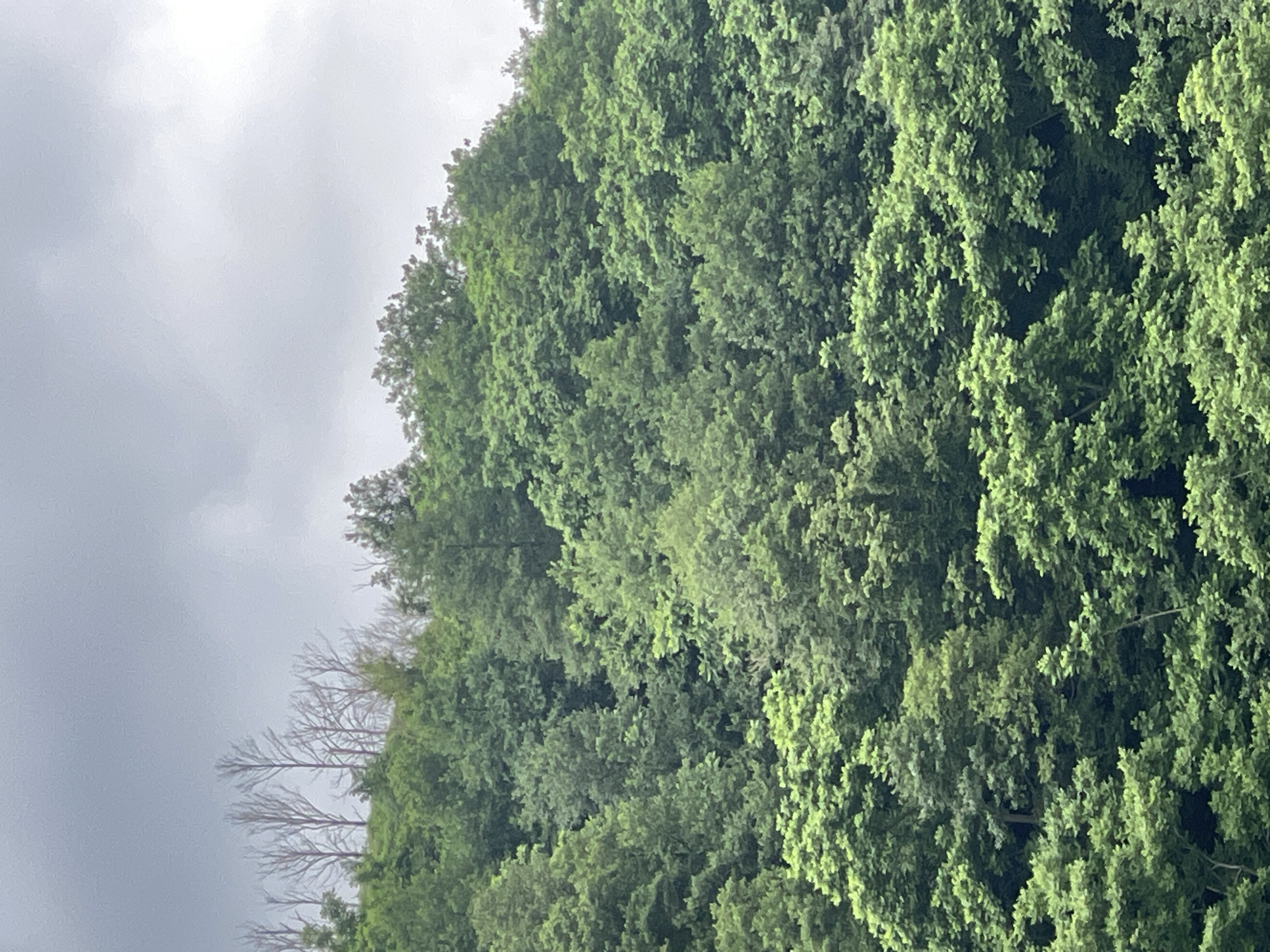 The image shows a dense forest on a hillside under a cloudy sky. The trees are predominantly deciduous with lush green foliage. In the upper portion of the image, several bare, leafless trees stand out against the backdrop of the forest canopy and the overcast sky. The scene is devoid of human presence, structures, or any visible signs of urban activity, suggesting a natural, undeveloped area. It is impossible to determine the specific location within the city of Batumi, Georgia, from the provided image alone.