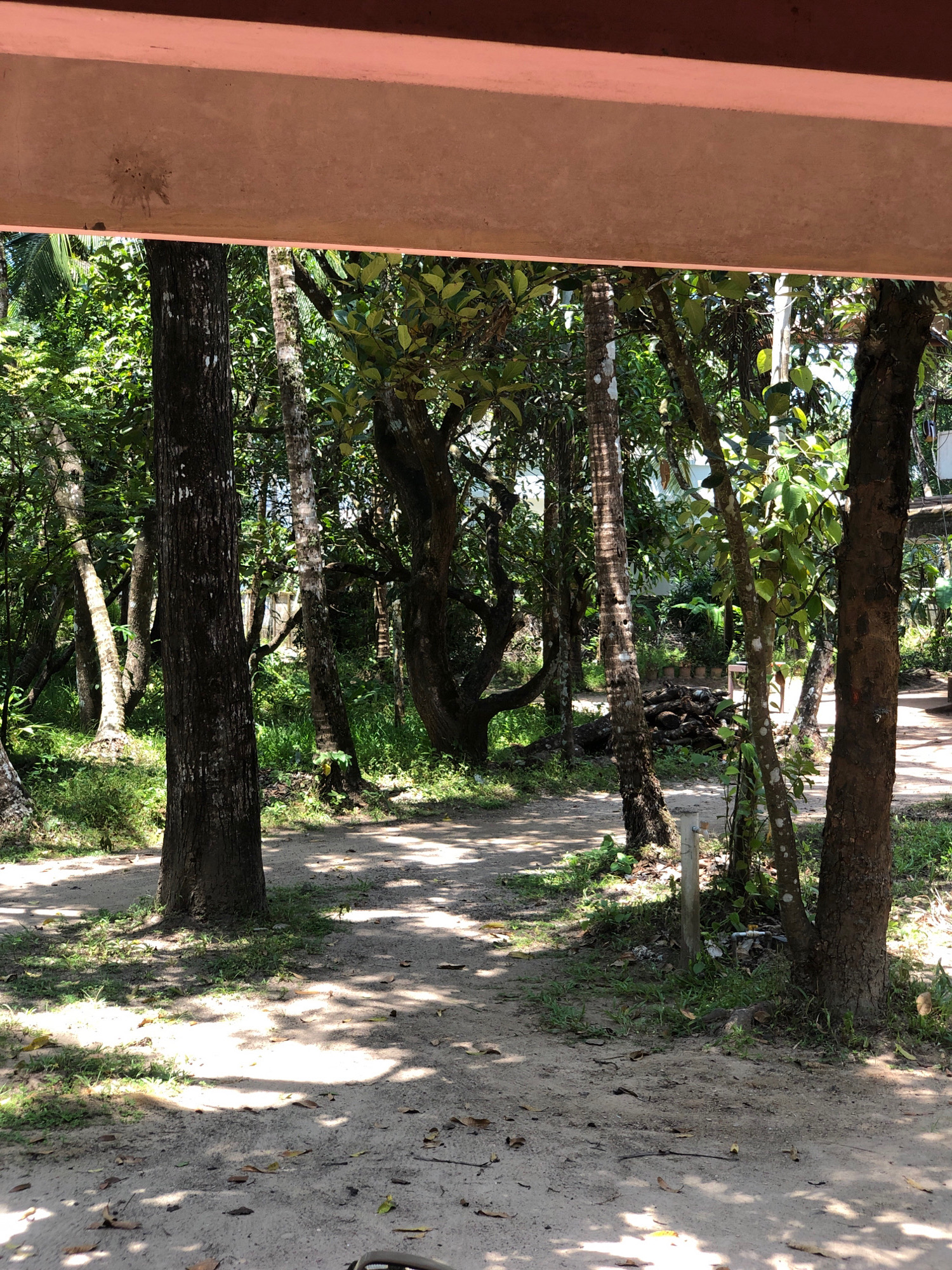 A dirt path winds through a tropical grove, suggesting a rural or semi-rural setting. The path is shaded by numerous trees with thick trunks and dense foliage, indicating a warm climate. Sunlight filters through the leaves, casting dappled shadows on the sandy ground. In the foreground, a large tree trunk is prominent, its bark textured and dark. To the left, another tree trunk displays a lighter, more mottled bark. Further into the grove, more trees are visible, some appearing to be palm trees due to their slender trunks and characteristic fronds. The ground is covered with sand, fallen leaves, and sparse green grass growing around the tree bases. In the background, glimpses of a building or structure can be seen through the trees, hinting at habitation nearby. The overall impression is one of a natural, somewhat wild, yet accessible outdoor space. This scene is consistent with the environment found in Vadakkekad, India, a place characterized by lush vegetation and sandy soil.