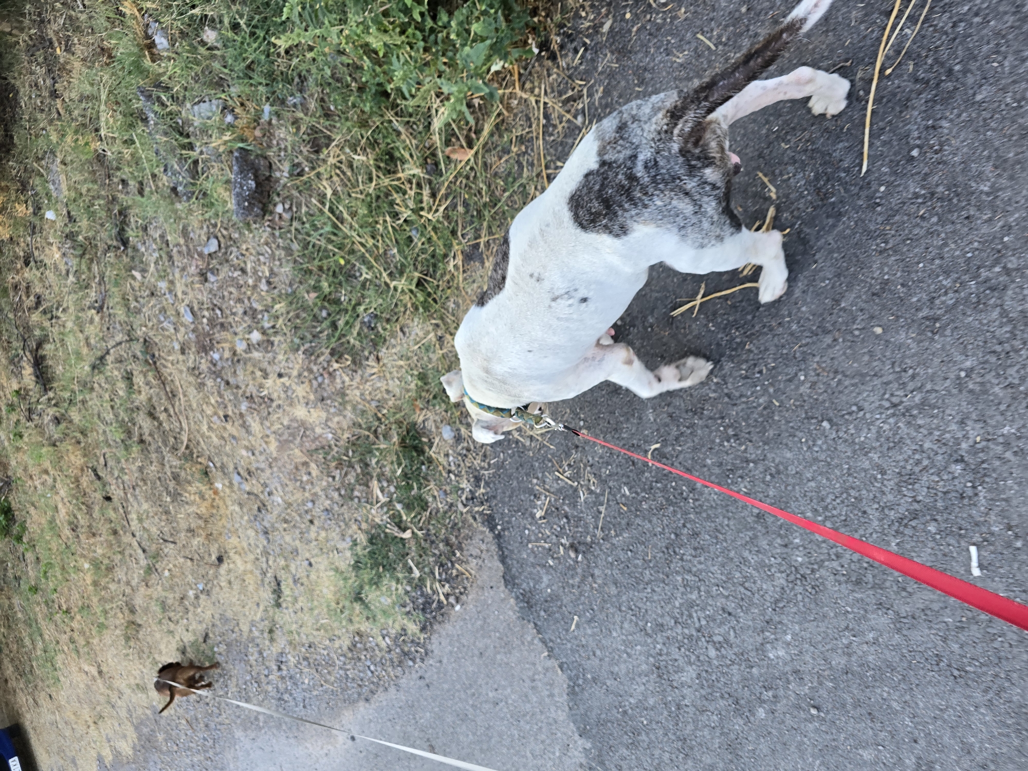A medium-sized, short-haired dog with white and grey patches, and a short tail, is walking on a paved surface. The dog is wearing a green collar and is attached to a red leash. In the background, a smaller brown dog on a white leash is walking away from the camera. The environment appears to be an outdoor area with dry grass and gravel on the side of the paved path. The image is taken from a high angle looking down at the dogs.