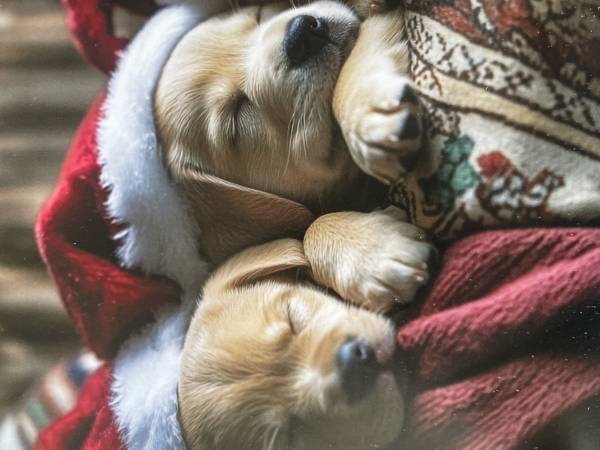 This heartwarming image captures two light-furred puppies, resembling Golden Retrievers or Labradors, sleeping soundly together. They are snuggled close, creating a sense of warmth and companionship. Both puppies are adorned with festive red and white Santa hats, featuring a soft white trim and a red cap, suggesting a holiday theme.
The upper puppy's face is clearly visible, with its eyes closed in sleep and a dark nose, partially obscured by the white brim of its hat. Its golden fur is ruffled around its head. The lower puppy is also seen with its eyes closed and nose prominent, an ear gently tucked against its head.
They are nestled amongst textured fabrics: a multi-colored blanket with patterns in shades of beige, brown, red, and green covers parts of the upper right side, while a solid, dark red or maroon knitted fabric provides a cozy bed on the lower right. The puppies' paws are curled up, indicating deep rest.
The overall scene evokes feelings of peace, coziness, and cuteness, set in what appears to be an indoor environment. The time of day is suggested to be a quiet, restful period, such as a nap time or night. No specific location cues are visible within the image to suggest Sofia, Bulgaria. There is no visible text. The image itself has a fine, visible pixel or screen-like texture throughout.