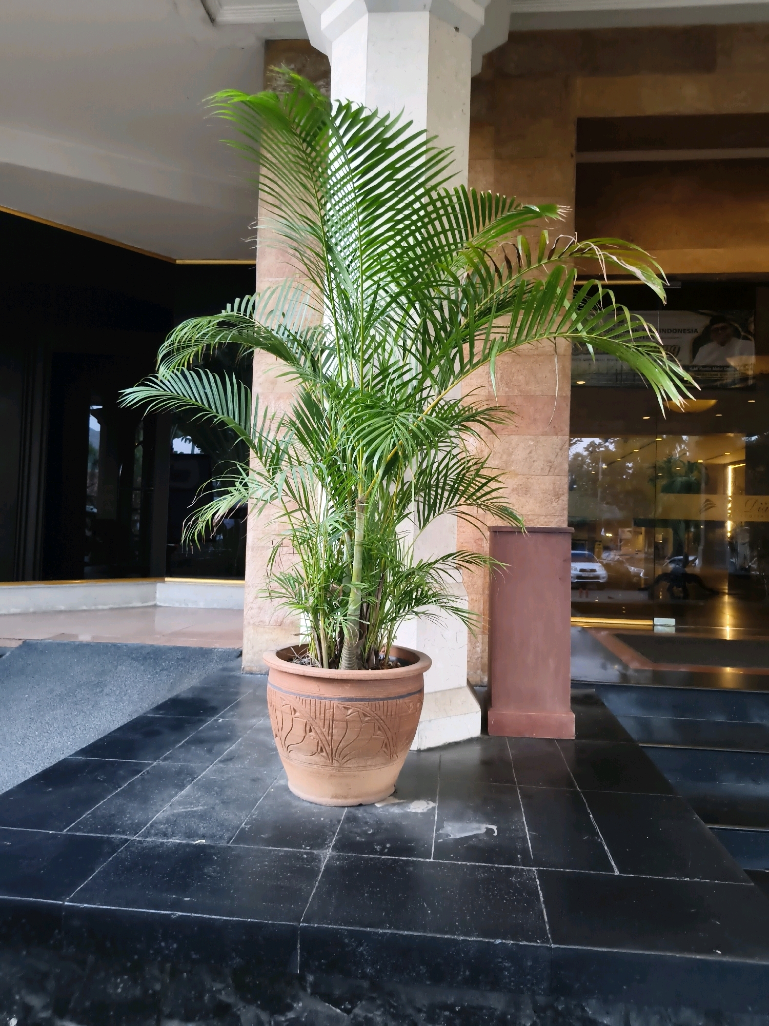 A potted palm tree with vibrant green fronds stands on black tiled flooring in front of a building entrance. The building features a marble-clad column and a glass door. To the right of the palm tree, a dark brown rectangular planter or structure is positioned. Reflections of the exterior, including vehicles and signage for "INDONESIA," are visible on the glass doors. The scene appears to be an outdoor entrance area in the city of Serang, Indonesia.