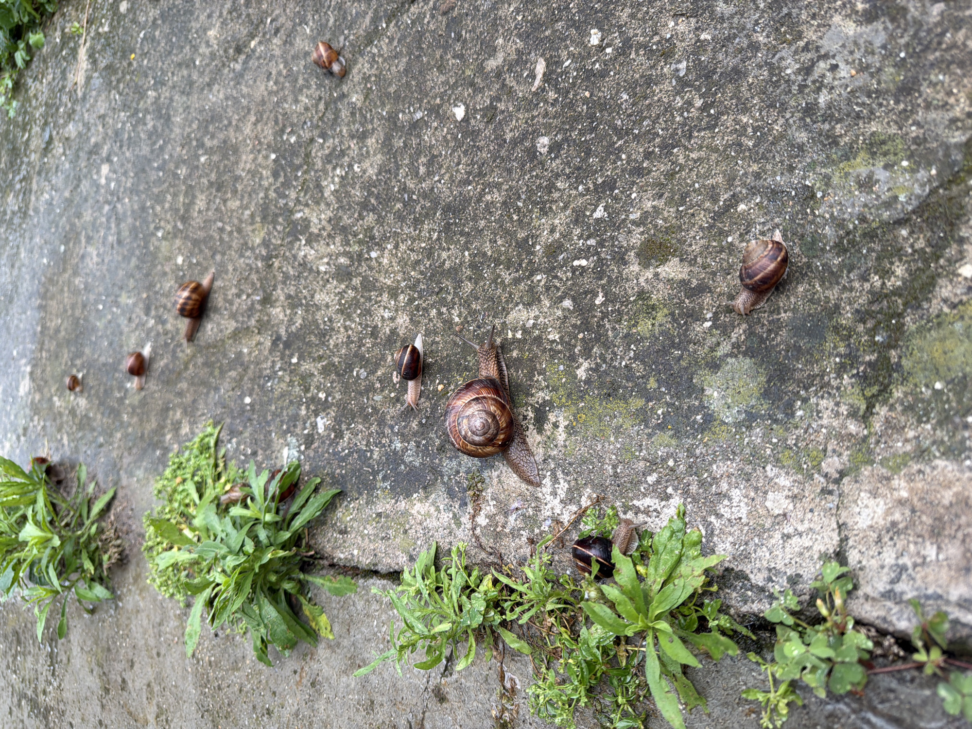 The image depicts a concrete pathway with several garden snails scattered across its surface. Green weeds are growing out of cracks in the concrete. The scene is captured from a high angle, looking down at the pathway. The lighting suggests an overcast day. There are no people visible in the image. The location is a pathway in Pazardzhik, Bulgaria.