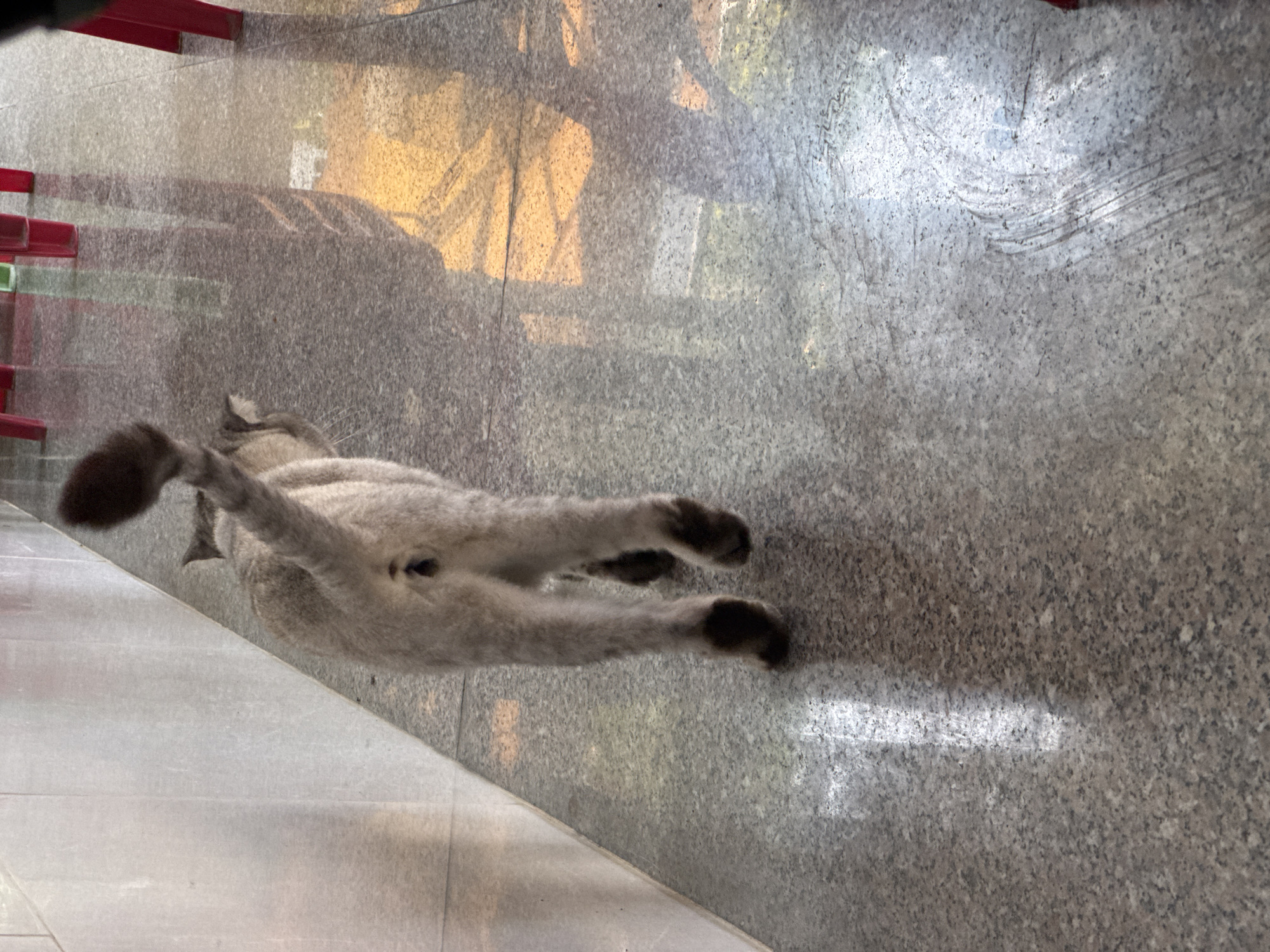 A top-down view captures the rear of a light gray cat lying on a gray and white tiled floor. The cat's tail is visible, and its back paws are extended. In the background, there are red and green structures, possibly steps or furniture. The lighting suggests an indoor setting. The location is unspecified and no indication is given of being in Đà Nẵng.