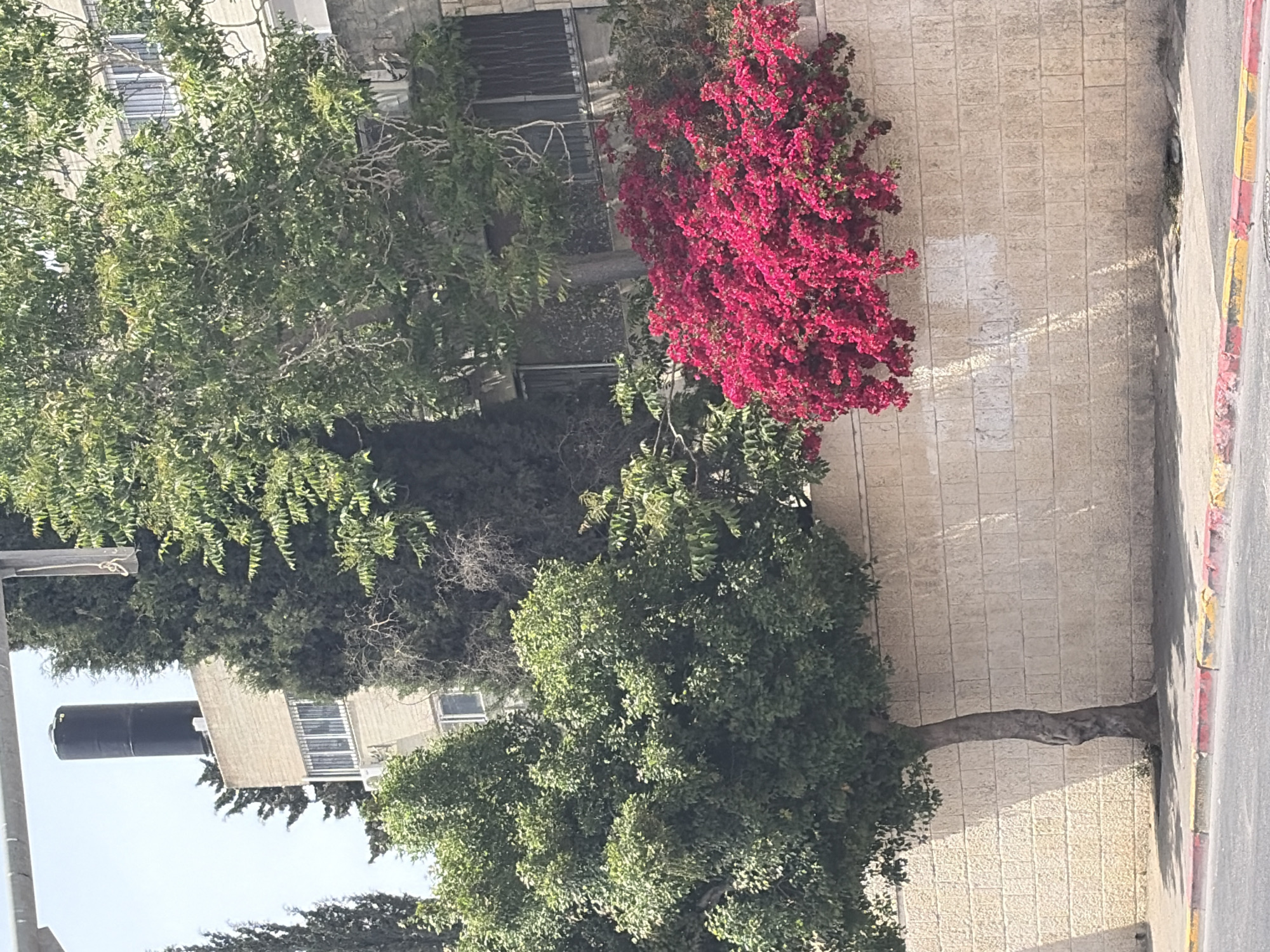 The image depicts a street scene in an urban environment. A sidewalk runs along a building with a textured, light-colored facade. A mature tree grows from the edge of the sidewalk, its trunk emerging from a small opening in the pavement. Another tree and vibrant red bougainvillea are also visible, adding lush greenery and color. Across the sidewalk, a street with a curb is present. A water tank is visible on the roof of a building.