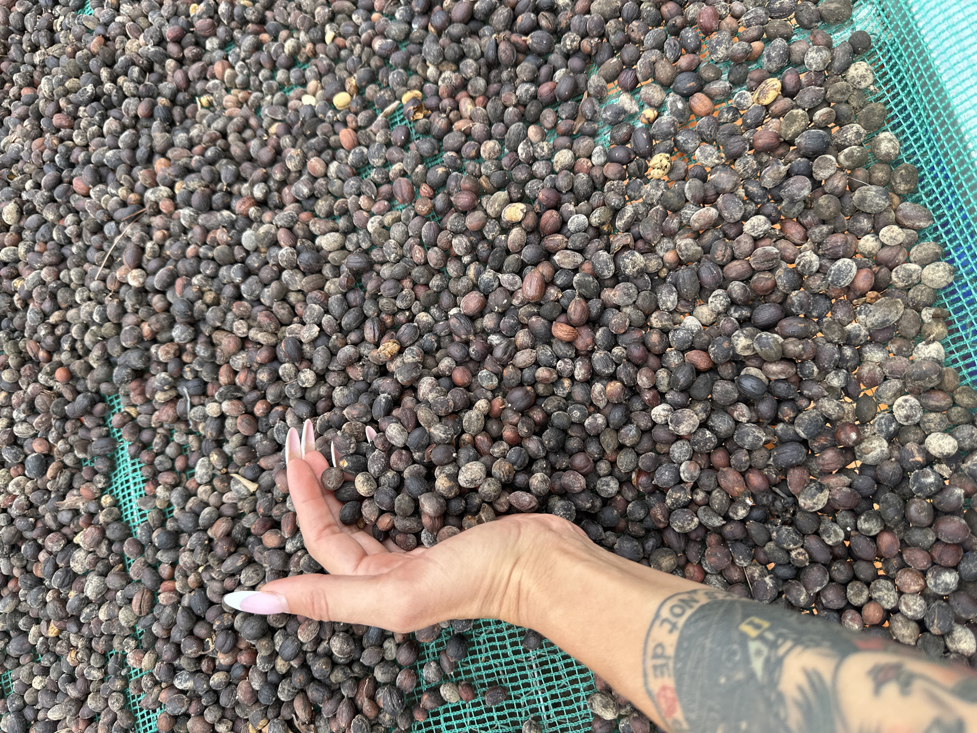 A person's hand with manicured fingernails is shown reaching into a large pile of dried coffee beans spread out on a green mesh drying rack. The coffee beans are dark brown and gray, with some lighter brown and reddish hues. The hand is pale with prominent veins and has tattoos on the forearm. The background is a dense field of coffee beans. The scene appears to be outdoors, likely in a rural setting, possibly Thôn 3, Vietnam, given the mention of the location in the prompt.