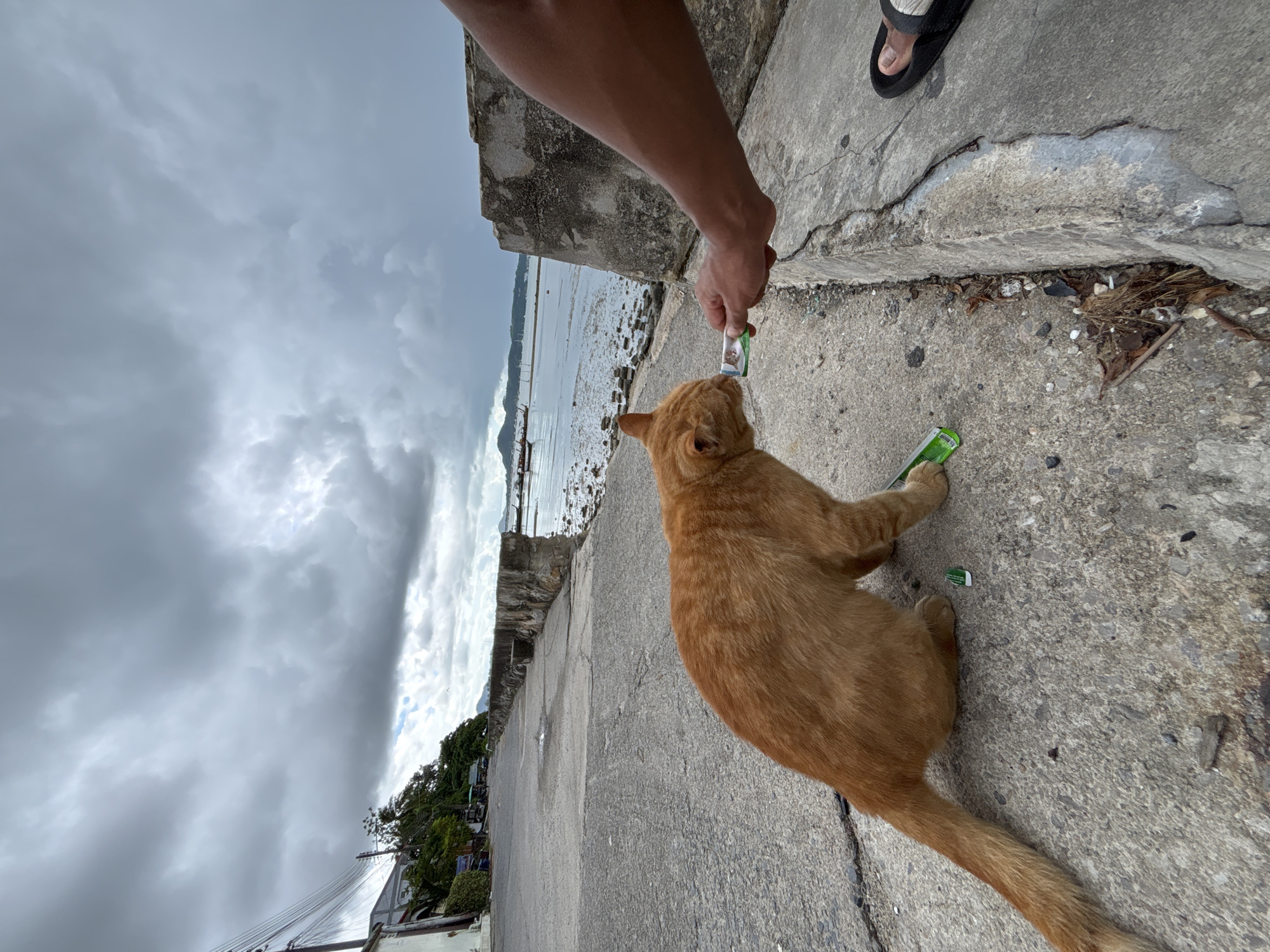 In Rawai, Thailand, an orange cat is being fed from a small, foil-lined packet by a person's hand. The cat is crouched on a cracked concrete pathway, with its body angled towards the hand offering the food. The pathway runs alongside a low concrete wall that separates it from a shallow body of water, likely the Andaman Sea, which is visible in the background. The water appears to be at low tide, revealing a muddy shoreline with several small boats anchored in the distance. The sky above is overcast with dramatic, dark clouds, suggesting an impending storm. Buildings and lush green trees line the street in the background, indicating a coastal urban environment. The overall scene captures a moment of feeding a stray animal in a somewhat weathered, but picturesque, seaside setting.