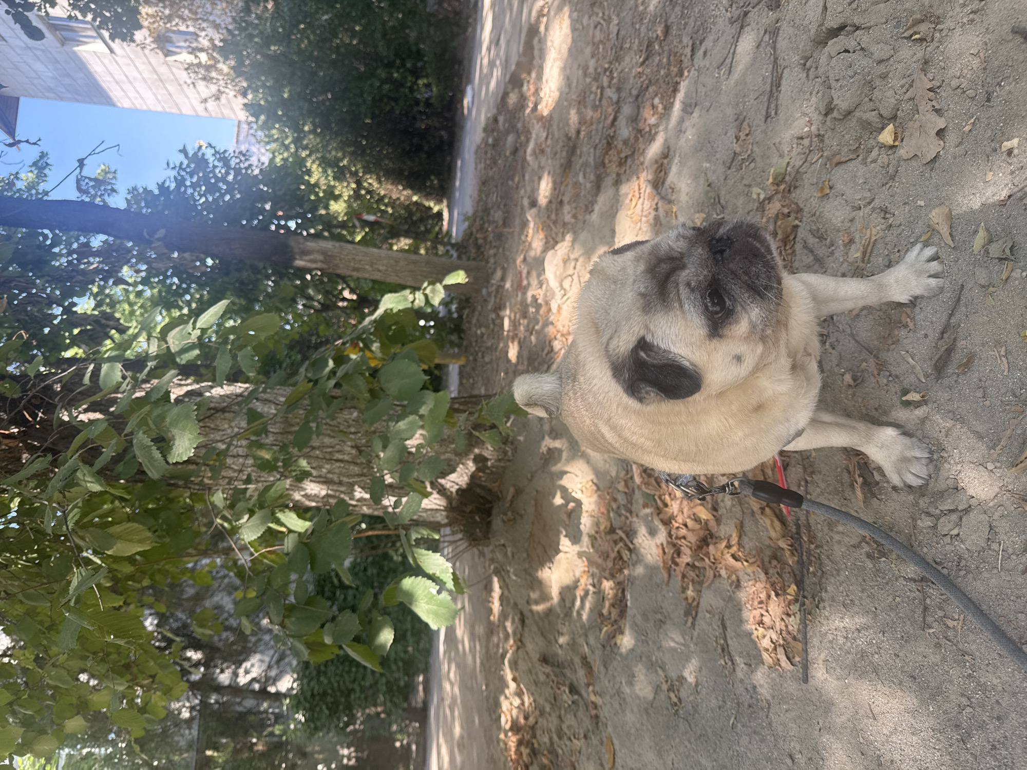 A fawn-colored pug stands on sandy ground near the base of a tree. The dog is facing right, with its head slightly turned towards the camera. Its leash, a gray rope, is attached to a harness and trails on the ground. Fallen leaves are scattered around the dog and on the sandy path. In the background, a path curves to the right, bordered by trees and foliage. Beyond the trees, a multi-story building with a light-colored facade and windows is visible, suggesting an urban environment. The sky is blue with some haze. The scene appears to be in Bishkek City, Kyrgyzstan, likely during the day, with dappled sunlight filtering through the tree canopy.