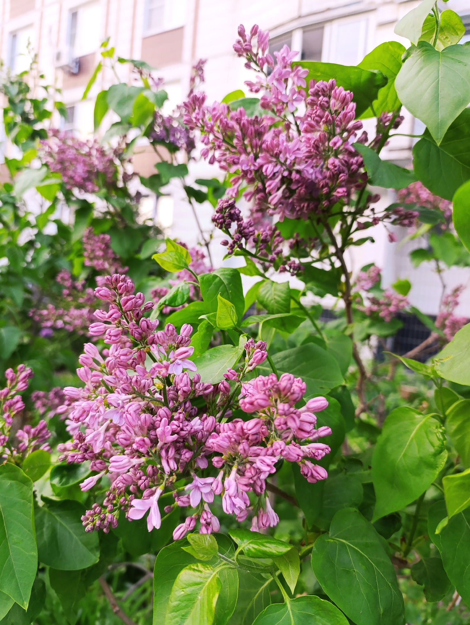 The image shows a close-up of a lilac bush with pinkish-purple flowers in full bloom. The bush is lush with green leaves. In the blurred background, a building with white walls and windows is visible. An air conditioning unit is mounted on the building. The location appears to be an urban area.