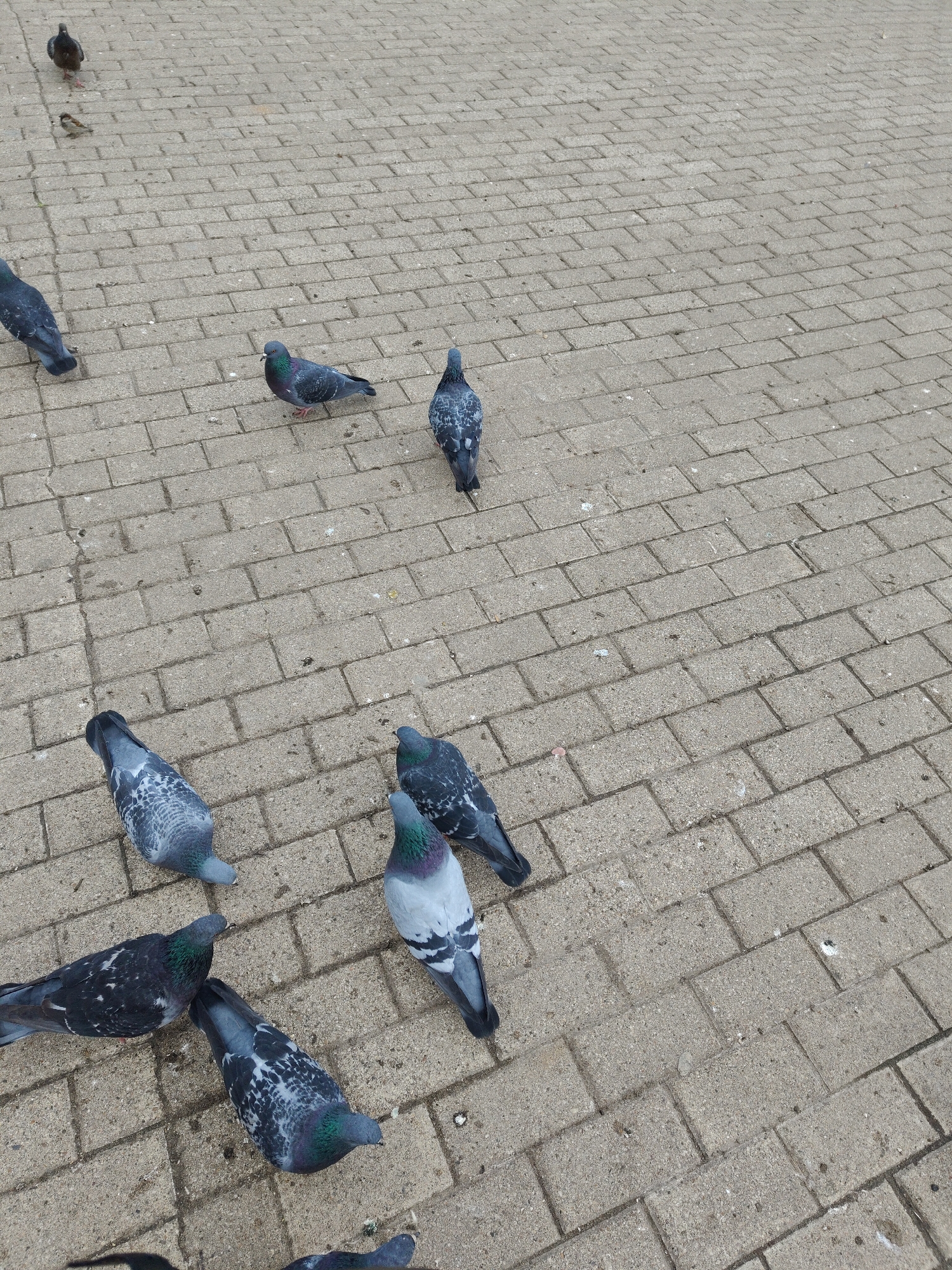 The image captures a group of pigeons and a small bird scattered across a paved outdoor surface. The ground is made of light grey, rectangular pavers arranged in a herringbone or basketweave pattern.
In the foreground, several pigeons are visible, some partially cropped. These pigeons display the typical grey plumage with iridescent green and purple markings on their necks, and some have distinct white and black patterns on their wings and tails. One pigeon in the bottom left appears to be looking down, possibly foraging. Another in the bottom right is also looking down.
Moving towards the midground, additional pigeons are seen. One stands prominently towards the center-right, and another is positioned slightly above it. In the upper-left midground, a pigeon is mostly visible, and another is partially cropped on the far left edge.
In the background, two more pigeons are discernible, along with a small, brown bird that appears to be a sparrow, standing close to one of the distant pigeons. The birds are not engaged in any specific dramatic activity but appear to be casually distributed across the paved area, likely foraging or resting.
The lighting suggests it is daytime, with diffused light indicating either an overcast sky or indirect sunlight, as there are no sharp shadows. There is no visible text in the image. The setting appears to be a public outdoor space, such as a plaza, park, or sidewalk.