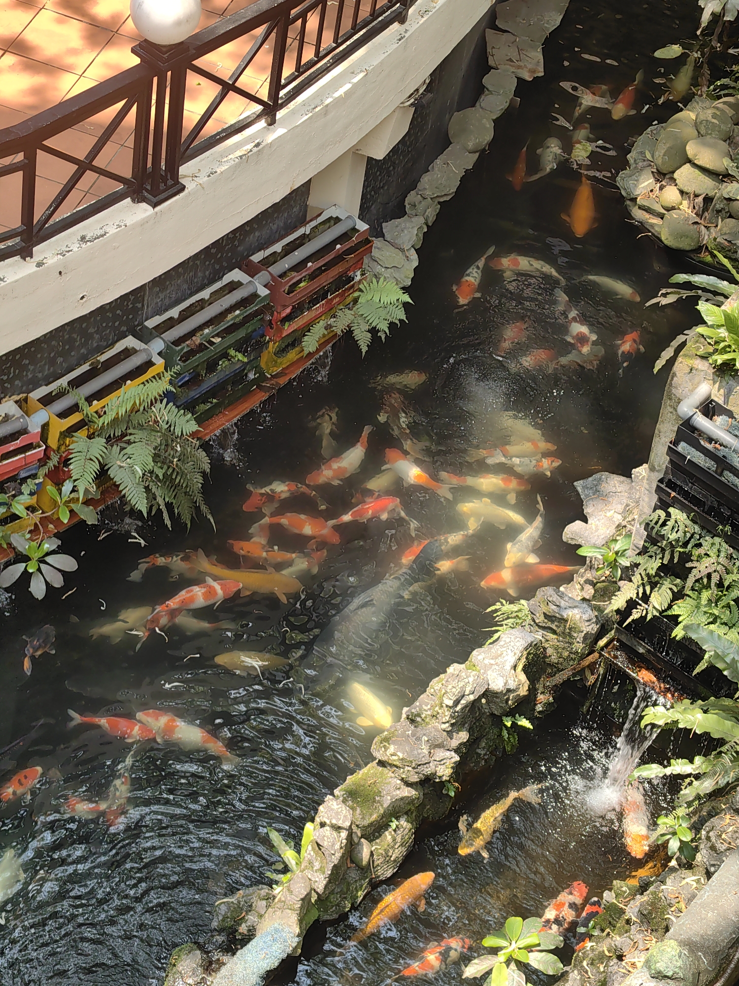 An overhead photograph depicts a man-made koi pond located in Sa Pa, Vietnam. The pond contains numerous koi fish exhibiting diverse color patterns including white, orange, red, black, and yellow, actively swimming in the dark, circulating water. A small waterfall on the right creates ripples and aerates the pond. The pond's perimeter is lined with natural rocks, some covered in moss, and lush green ferns and other foliage. Along the upper left bank, a white concrete wall features a series of multi-colored planter boxes, segmented in red, yellow, green, and blue, with gray PVC pipes running horizontally through them, supporting small plants and ferns. Above this wall, a dark metal railing with a white spherical light fixture on a post overlooks the scene. Beyond the railing, a terracotta-colored tiled surface is visible, illuminated by dappled sunlight. No individuals are present in the scene.