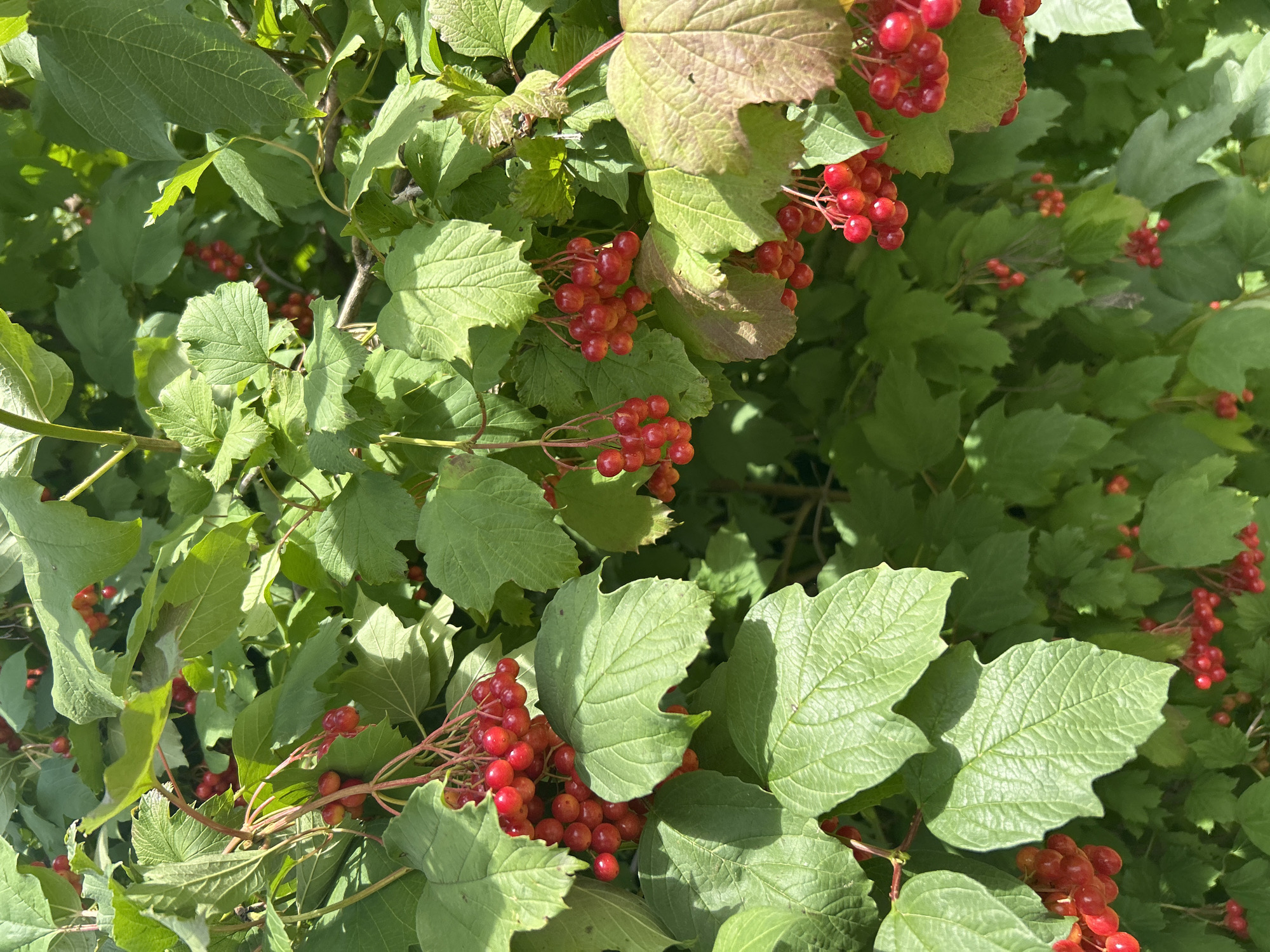 In the city of Kalitsino, Russia, a close-up, sunlit, outdoor shot captures a dense bush with numerous clusters of bright red berries. The berries are small, round, and appear to be ripe, hanging in bunches from thin stems. They are interspersed with large, green, lobed leaves, some of which show signs of browning or wilting. The foliage is lush and suggests a natural setting, possibly a garden or park, with sunlight filtering through the leaves, creating highlights and shadows. The background is filled with more greenery, indicating the bush is part of a larger collection of plants.