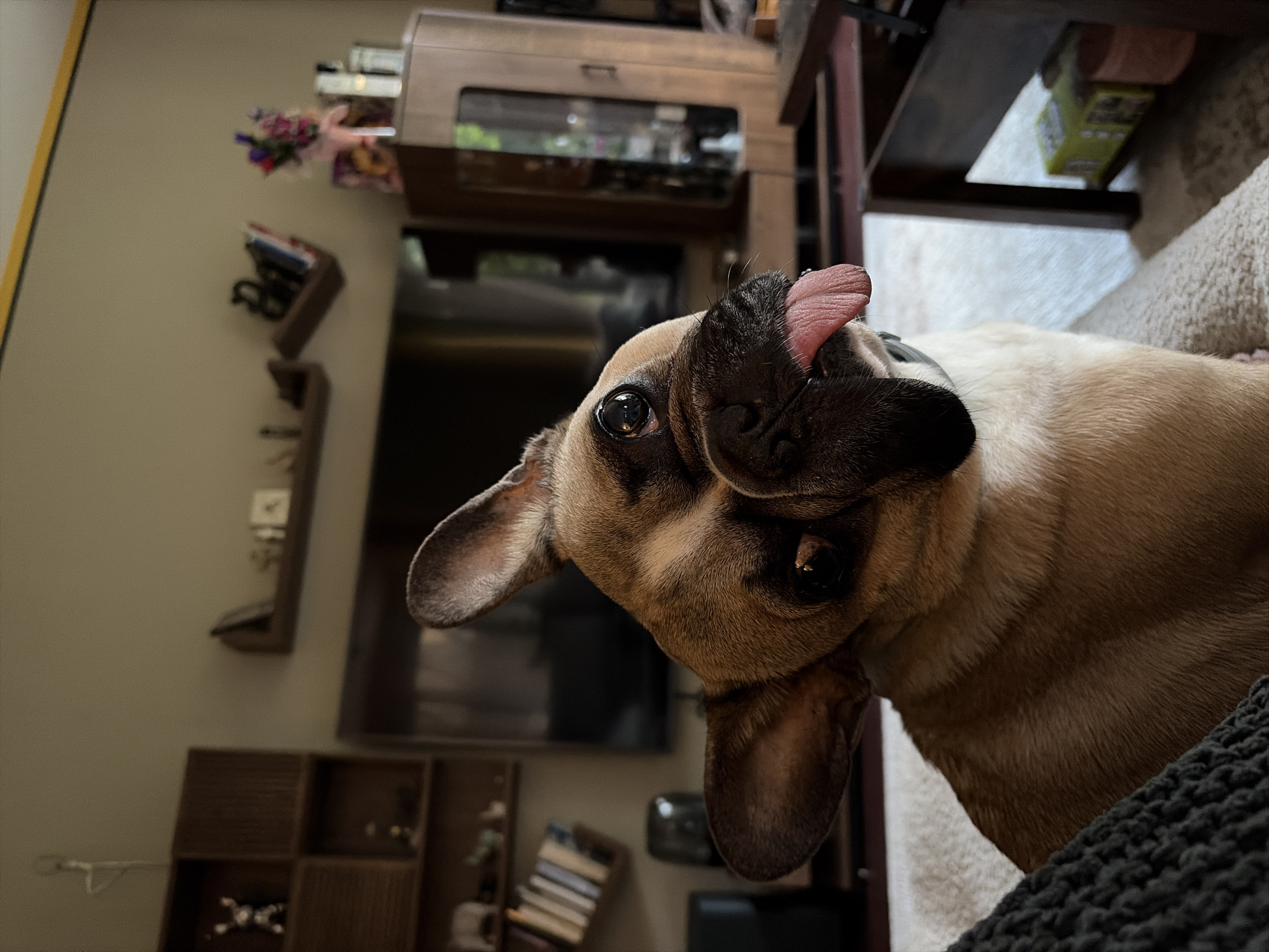 An image, rotated 90 degrees counter-clockwise, features a playful French Bulldog with light brown and white fur, looking directly at the camera. The dog's head is tilted, and its pink tongue playfully sticks out from its black snout. Its wide, dark eyes convey a sense of curiosity and engagement.
The dog is situated in an indoor domestic setting, likely a living room. In the immediate foreground, a dark, textured blanket or cushion is visible in the bottom right corner. The background consists of a light-colored wall on the left, adorned with several dark wooden wall-mounted shelves holding various decorative items, including a small bouquet of artificial flowers in pinks, purples, and whites on the uppermost shelf. Below, a multi-compartment wooden storage unit displays small, shiny objects.
In the central and right background, a large, dark flat-screen television is visible. Above it, a wooden cabinet with glass doors reveals its contents. Further to the right, parts of dark wooden furniture are seen, and beneath them, a light-colored upholstered surface and a partially visible green box. The lighting is soft and ambient, suggesting an indoor evening or overcast day. There is no visible text. The interior decor is generic and offers no specific visual cues to the location of Sofia, Bulgaria.