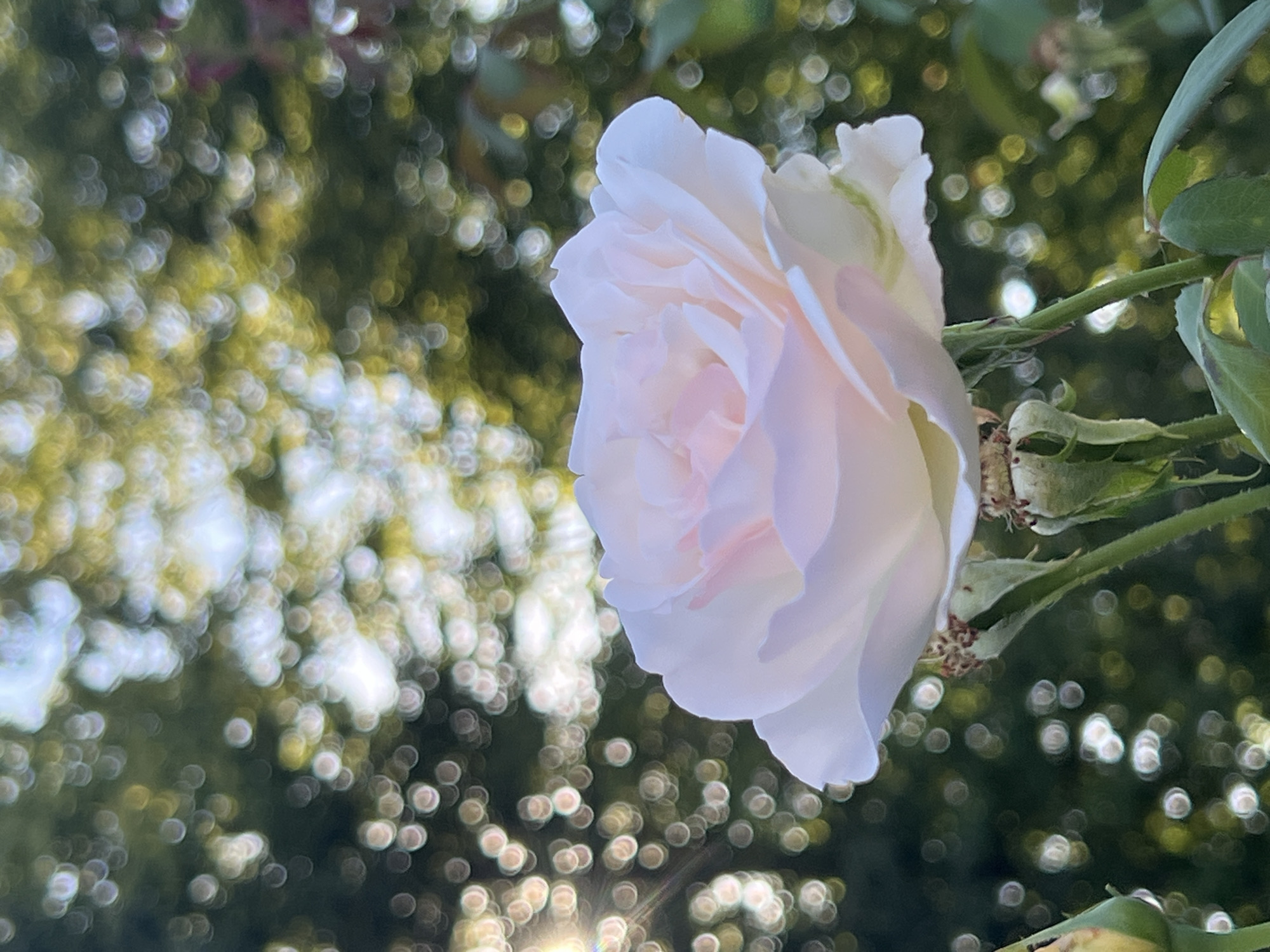 A soft-focus, close-up photograph captures a pale pink rose in bloom against a bokeh background of green foliage and dappled sunlight. The rose, positioned centrally in the frame, exhibits delicate, layered petals with a subtle gradient of color from white to a faint rosy hue. Two nascent rose buds are visible at the base of the main bloom, along with green stems and leaves. The background is a blur of green and yellow circles of light, suggesting a sunlit garden environment. The image appears to have been taken outdoors, likely in a botanical garden or a private garden, possibly in the city of Moosburg, Germany, given the provided context.