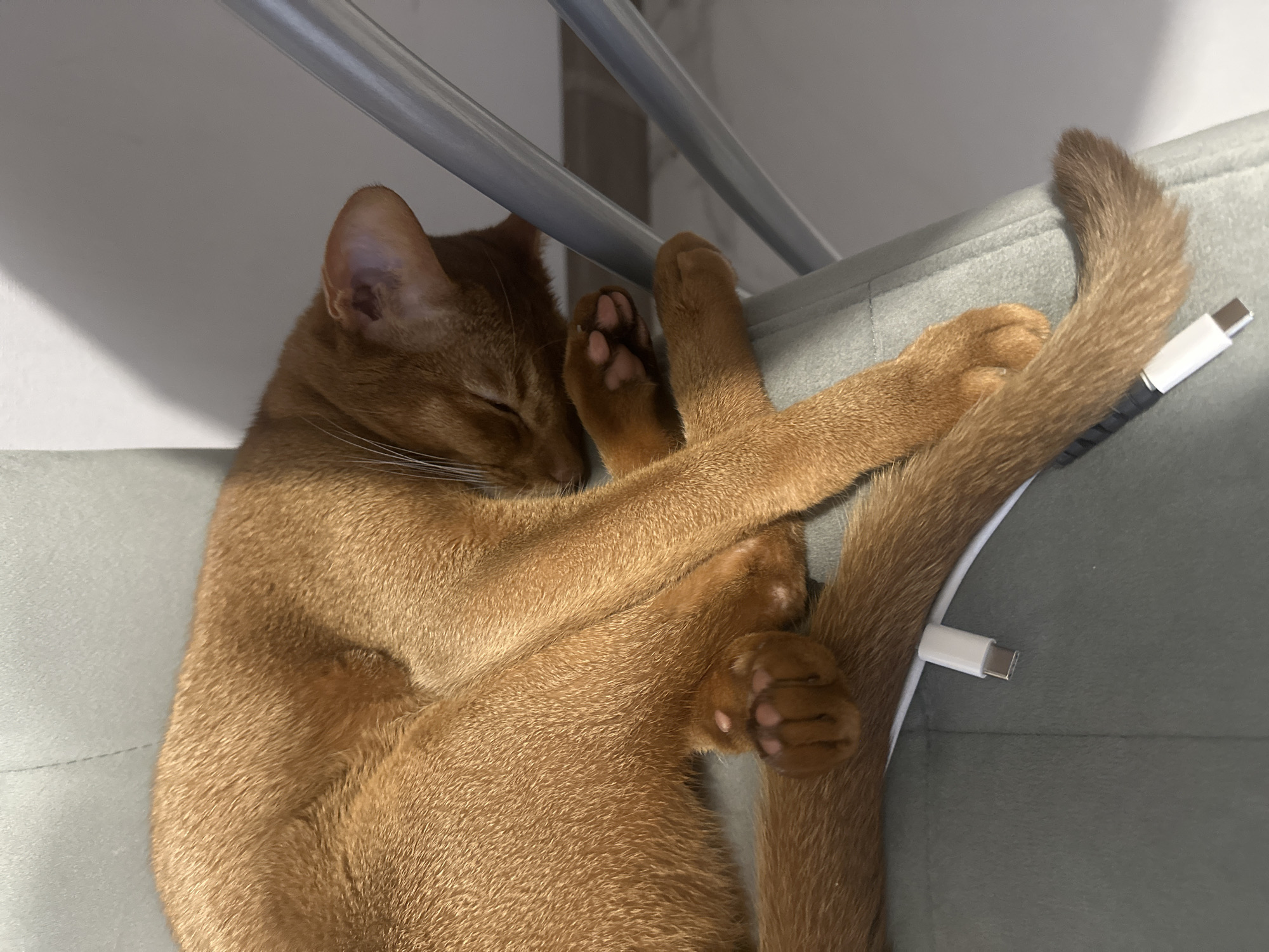 A ginger Abyssinian cat is deeply asleep on a grey upholstered surface, likely a chair or couch. The cat's eyes are closed, and its paws are crossed in front of it. A white USB-C charging cable lies near the cat's tail. The location cannot be determined from the image.