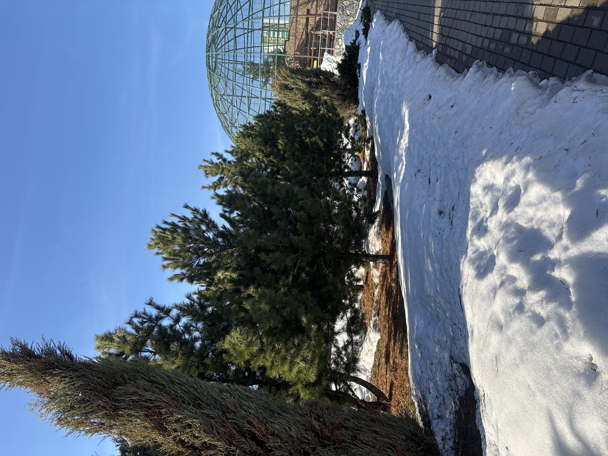 The image captures a sunny day in Izhevsk, Russia, featuring a landscape transitioning from winter to spring. The foreground shows a patch of melting snow bordering a brick-paved pathway. A mix of evergreen trees of different varieties populates the middle ground. In the background, a large, rounded, metallic structure, potentially part of a zoological complex, is visible under a clear blue sky. No people or animals are directly visible.