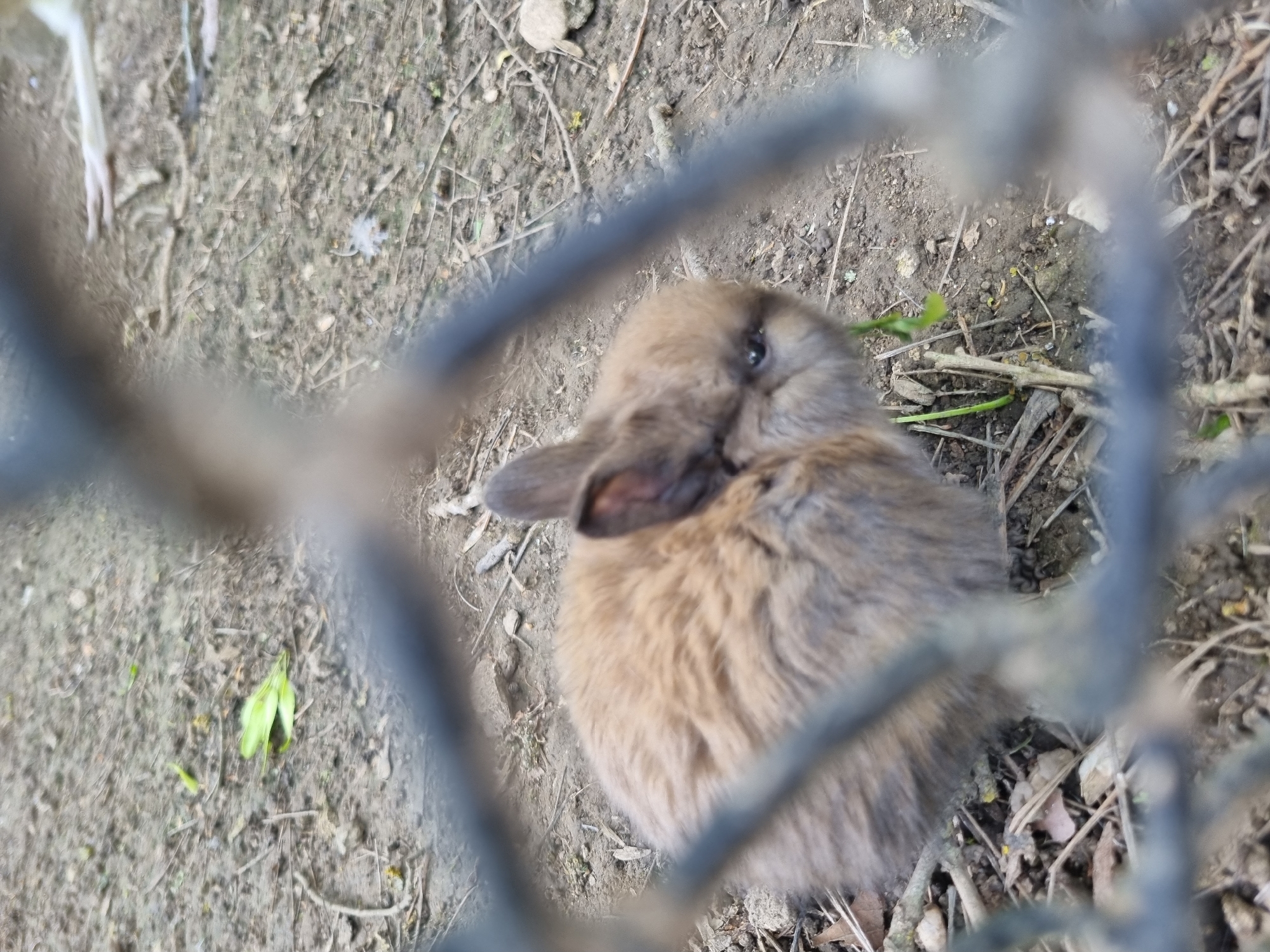 A brown rabbit is partially visible through a dark chain-link fence. The rabbit sits on dirt and gravel. Some dead twigs and green leaves are also on the ground. The location is unknown.