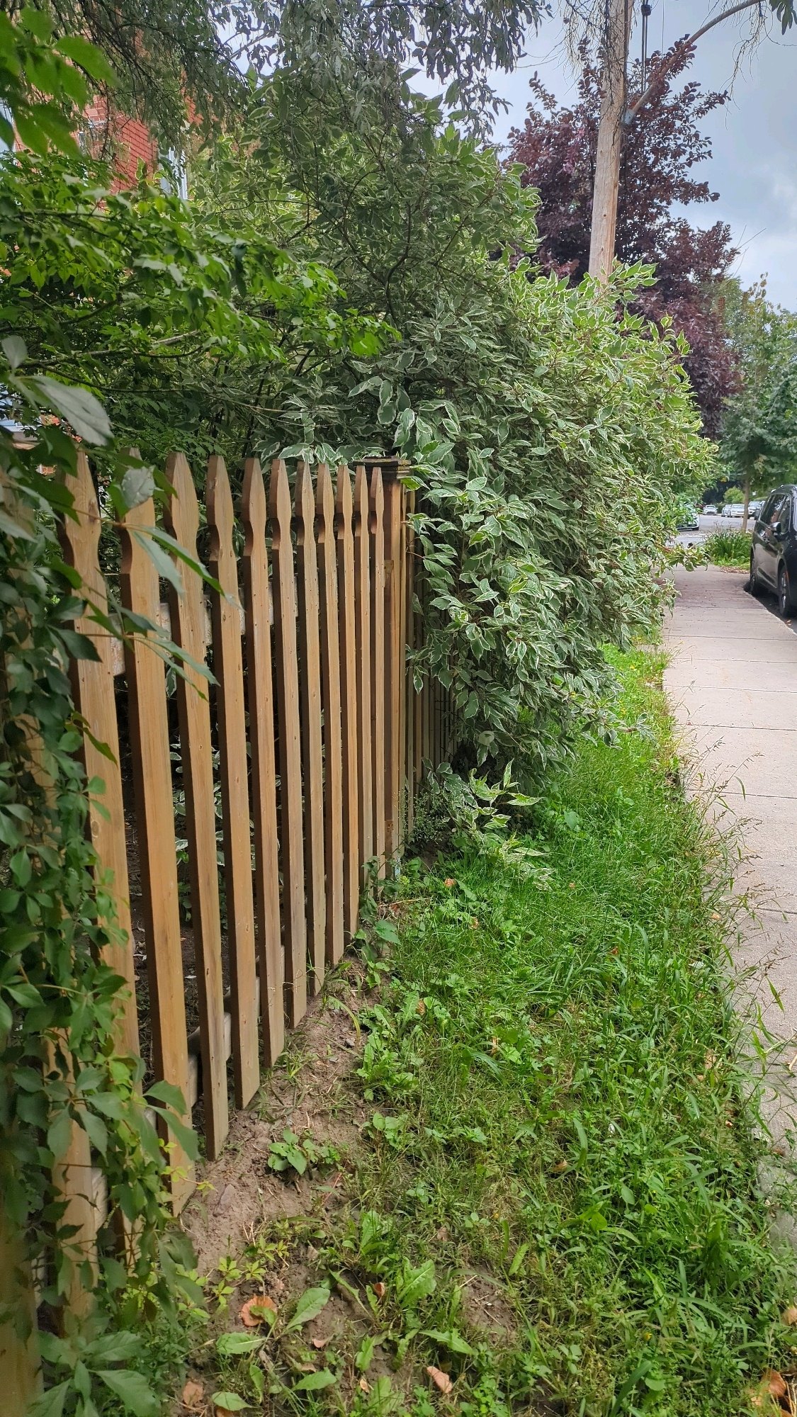 The image depicts a residential street scene in Montreal, Canada, likely during daytime given the ambient light. In the foreground, a light brown wooden picket fence with pointed tops runs diagonally from the bottom left to the middle right of the frame. Lush green foliage, including ivy, grows on the left side of the fence and obscures a portion of it. Behind the fence, a dense arrangement of trees and shrubs creates a verdant backdrop. The leaves of the larger shrubs are variegated with white edges. Further back, a telephone pole stands tall, and a few trees with dark red foliage are visible. To the right of the fence and foliage, a concrete sidewalk borders the property. Beyond the sidewalk, a black car is parked at an angle, and other vehicles are visible further down the street, suggesting an urban or suburban residential area. The ground along the fence and sidewalk is covered in grass and some patchy soil with scattered leaves and weeds. The sky is overcast and appears grey.