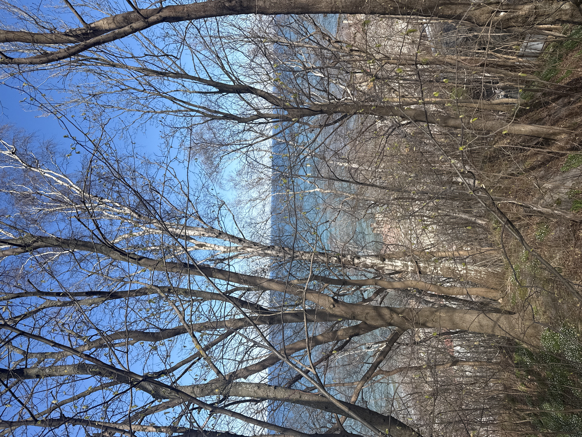 The image shows a view through bare tree branches towards the Baltic Sea in Svetlogorsk, Russia. The left side of the image features trees with light-colored bark, contrasting with the darker, thicker branches on the right. The blue sky is visible between the branches on the left, while the right side reveals a view of the sea, a beach, and a glimpse of what appears to be a shoreline with some buildings or structures in the distance. The ground on the right side is covered with a mix of dead leaves and some green vegetation. No people are discernible.