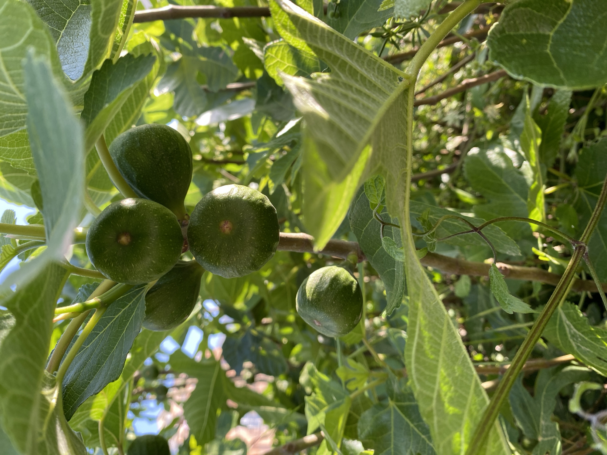 The vibrant image captures a close-up view of a fig tree laden with green, unripe figs. Several smooth, spherical to teardrop-shaped fruits are visible, some clustered together, others hanging individually from sturdy branches. The figs are a consistent shade of deep green, often with lighter speckles, indicating they are still developing.
Large, multi-lobed fig leaves dominate the foreground and frame the fruits, showcasing their intricate vein patterns and slightly textured surfaces. The leaves are a rich green, with some areas brightly illuminated by sunlight, highlighting their natural sheen.
The scene is bathed in bright, natural daylight, suggesting it was taken outdoors on a sunny day. Dappled light filters through the foliage, creating soft highlights and shadows across the leaves and fruits, and a softly blurred background of more green foliage and bright sky peeks through the gaps. No people or specific activities are depicted, focusing entirely on the natural beauty of the tree and its young fruit. There is no visible text in the image. The image is set in what is understood to be Budva, Montenegro.