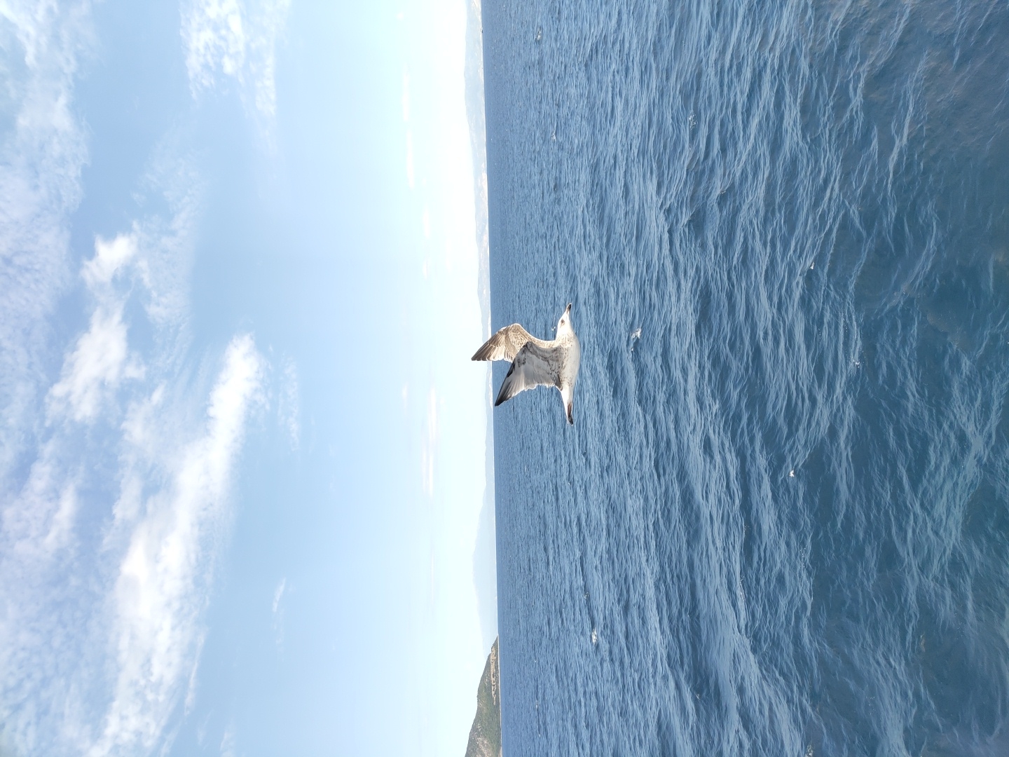 A seagull is captured mid-flight over the choppy blue waters of the sea, with a distant hazy coastline visible under a bright blue sky dotted with white clouds. The bird, appearing to be a juvenile, has its wings outstretched, with its body angled slightly upwards and to the right. The sea exhibits small whitecaps, indicating a moderate breeze. The coastline in the background is low-lying and appears mountainous, suggesting a Mediterranean landscape. Given the context of Thassos, Greece, this scene likely depicts the Aegean Sea surrounding the island. The image is taken from a low vantage point, possibly from a boat.