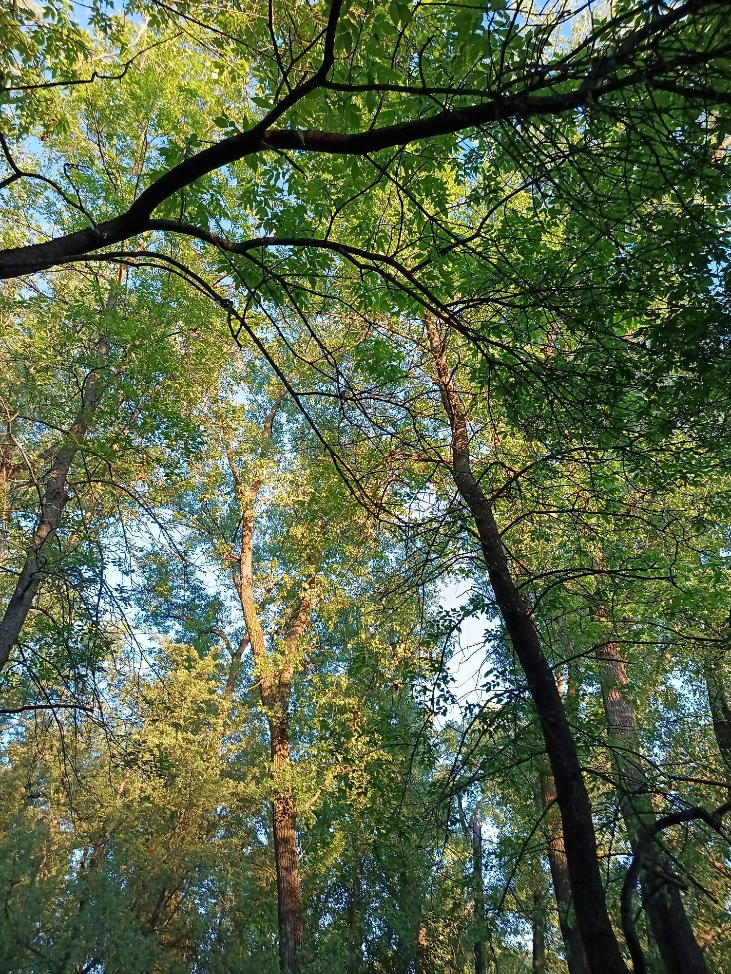 This is a low-angle, full-shot photograph of trees in a forest. The trees are tall with lush green foliage and thick branches. The sun is shining through the leaves, creating dappled light and shadows. The sky is visible in the background, a clear blue. The image is taken from within the forest, looking up at the canopy. There are no people or animals visible in the image. The scene appears to be in a natural environment, possibly a park or a wooded area within a city. The location is identified as Minsk, Belarus.