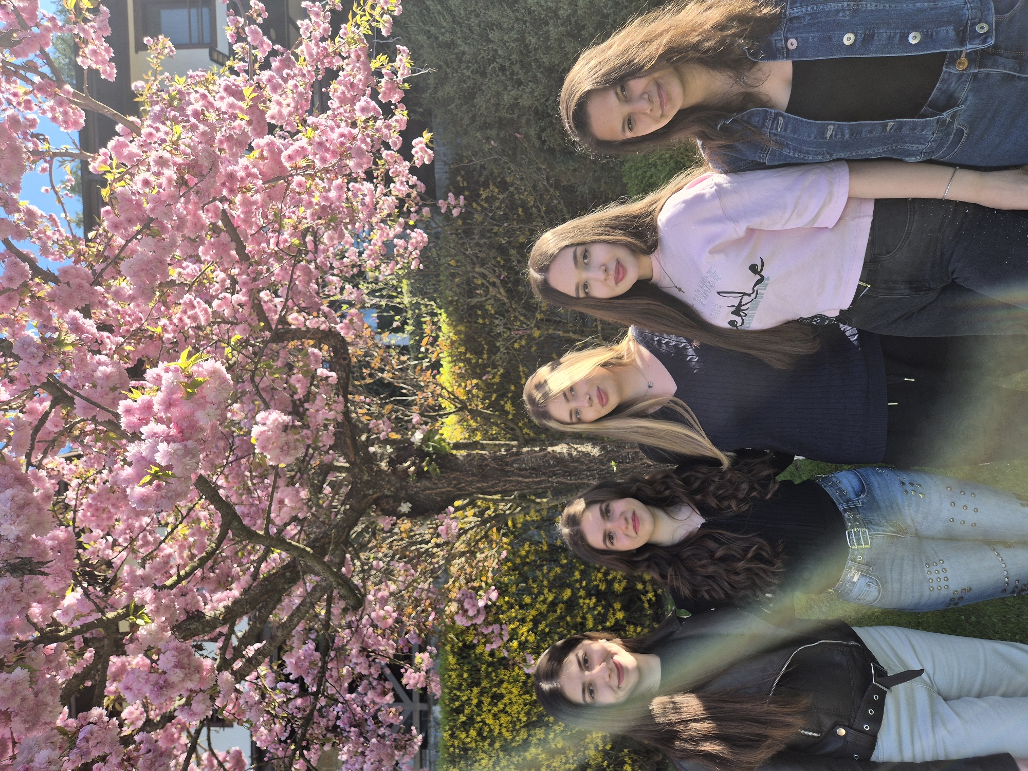 This portrait-oriented image features five young women standing outdoors in Devin, Bulgaria, posing for a group photo amidst a vibrant spring setting. A large cherry blossom tree, heavily laden with bright pink flowers, dominates the left side of the frame. In the background, green bushes and foliage are visible, along with glimpses of a building and clear blue sky peeking through the tree branches.
All five women are smiling and looking directly towards the camera, conveying a cheerful and friendly mood. They are dressed in casual attire, including jeans, t-shirts, and jackets (denim and a dark leather jacket). One individual wears a light pink t-shirt with dark, stylized text, partially visible and difficult to decipher. Another person's light blue jeans are embellished with numerous silver studs or rivets.
The scene is brightly lit by the sun, with visible light rays suggesting a clear, sunny day, likely in the morning or afternoon. The abundant pink blossoms strongly indicate that the photo was taken during springtime. The image captures a joyful moment of the group surrounded by nature.