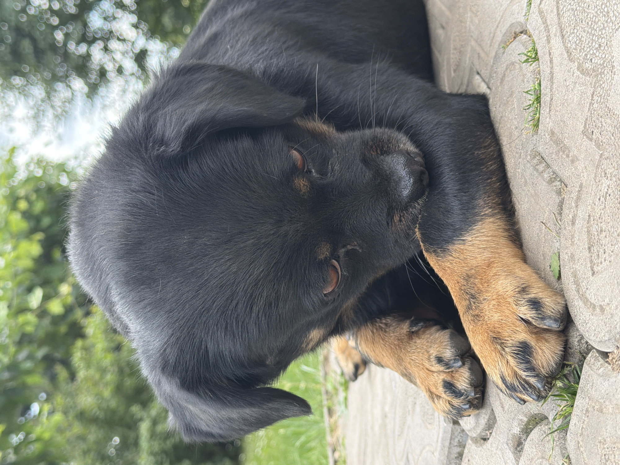 A black and tan puppy is lying down on a paved surface outdoors. The puppy's head is lowered, and its front paws are tucked underneath its chin. The puppy has brown eyes and prominent tan markings on its legs and face. In the background, there are green trees and foliage, suggesting an outdoor, possibly natural setting. The paving stones appear to be made of concrete or a similar material. There are no people or other animals visible in the frame.