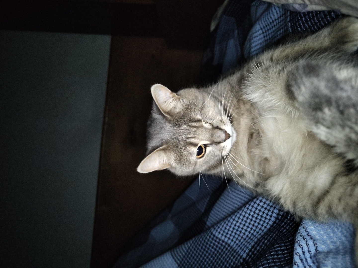 A close-up, eye-level shot shows a one-eyed, gray tabby cat lounging on a blue and black checkered blanket. The cat is facing forward, with its left eye closed and its right eye partially open, looking towards the camera. Its fur is fluffy and appears light gray with darker tabby markings. The background is dark and out of focus, with hints of a wooden surface and a dark wall. The lighting is dim, casting a shadow over the right side of the cat's face.